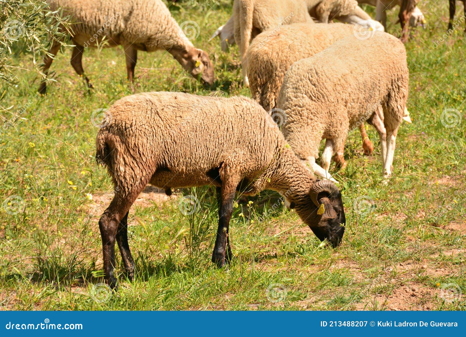 flock of sheep grazing