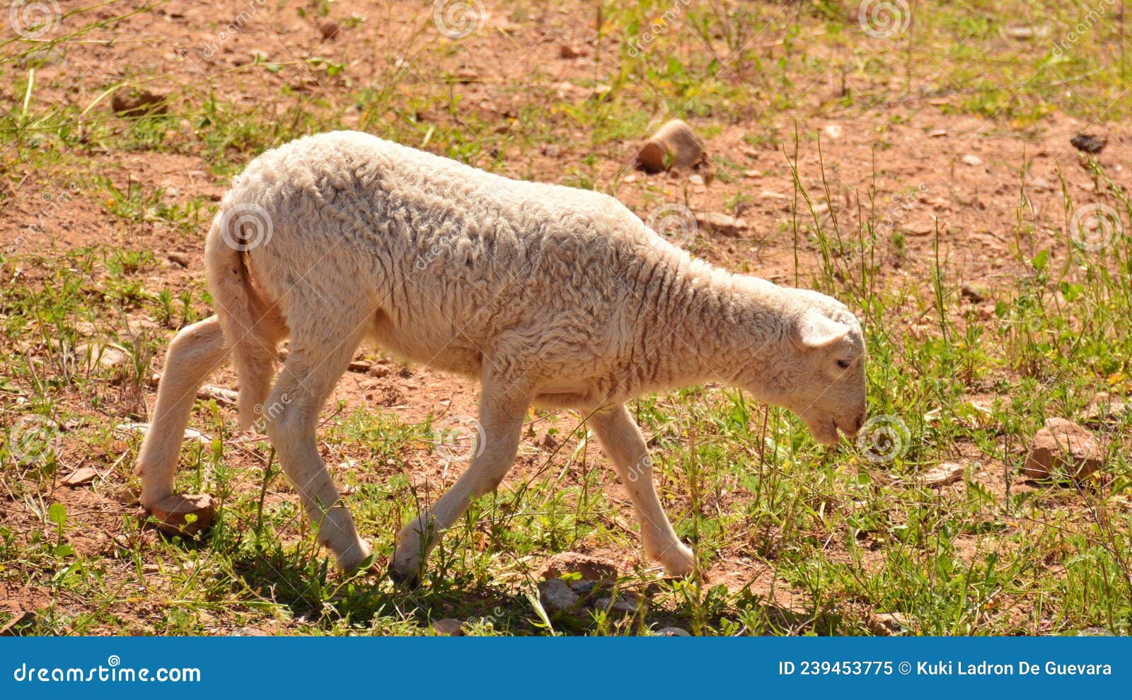 flock of sheep grazing in the field