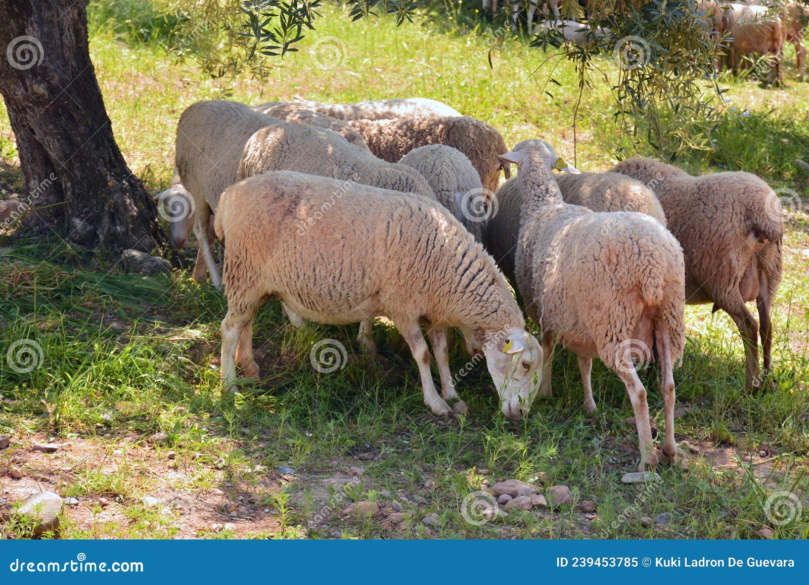 flock of sheep grazing in the field