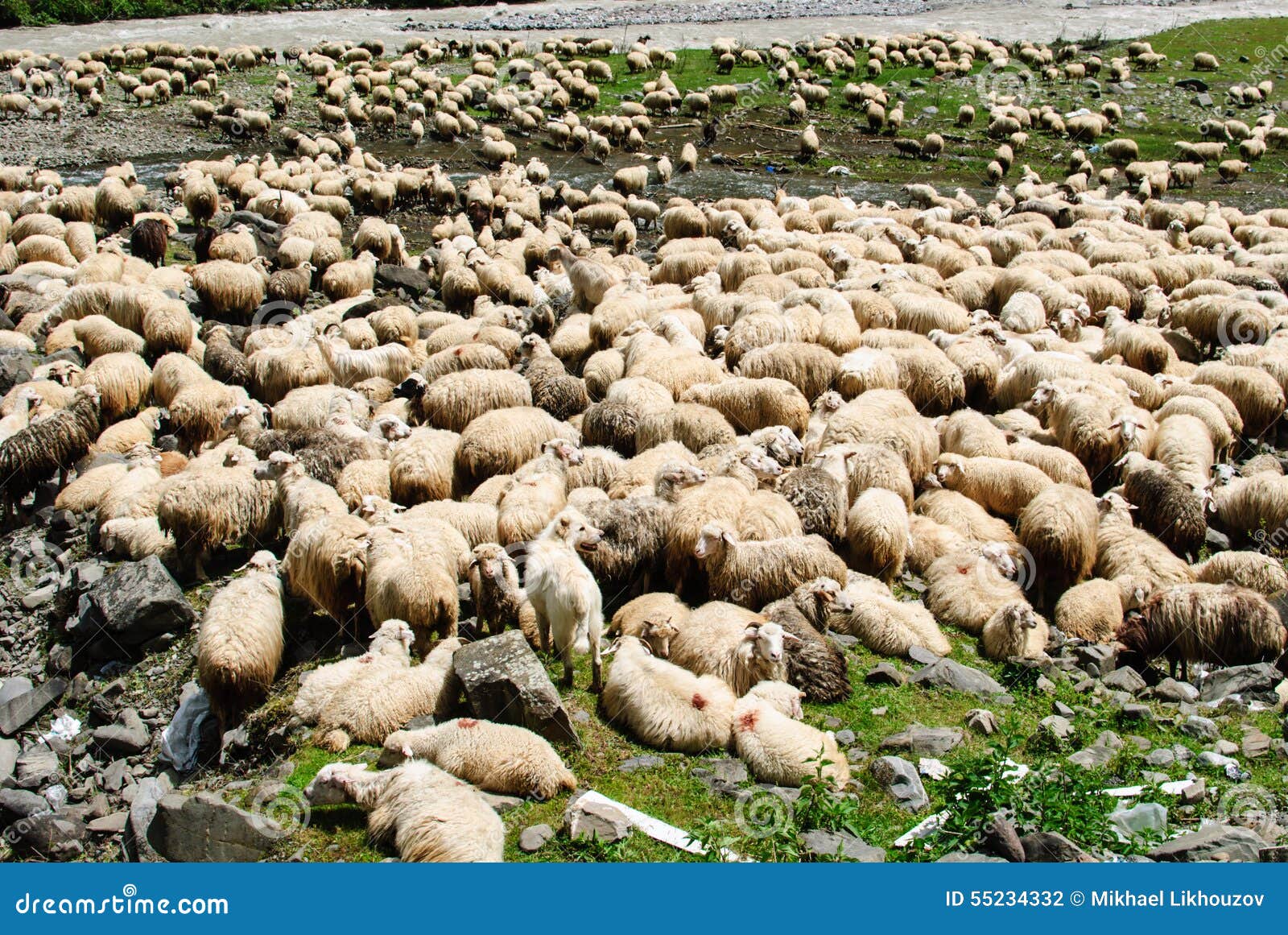 facts about flocks of sheep facts about flocks of sheep