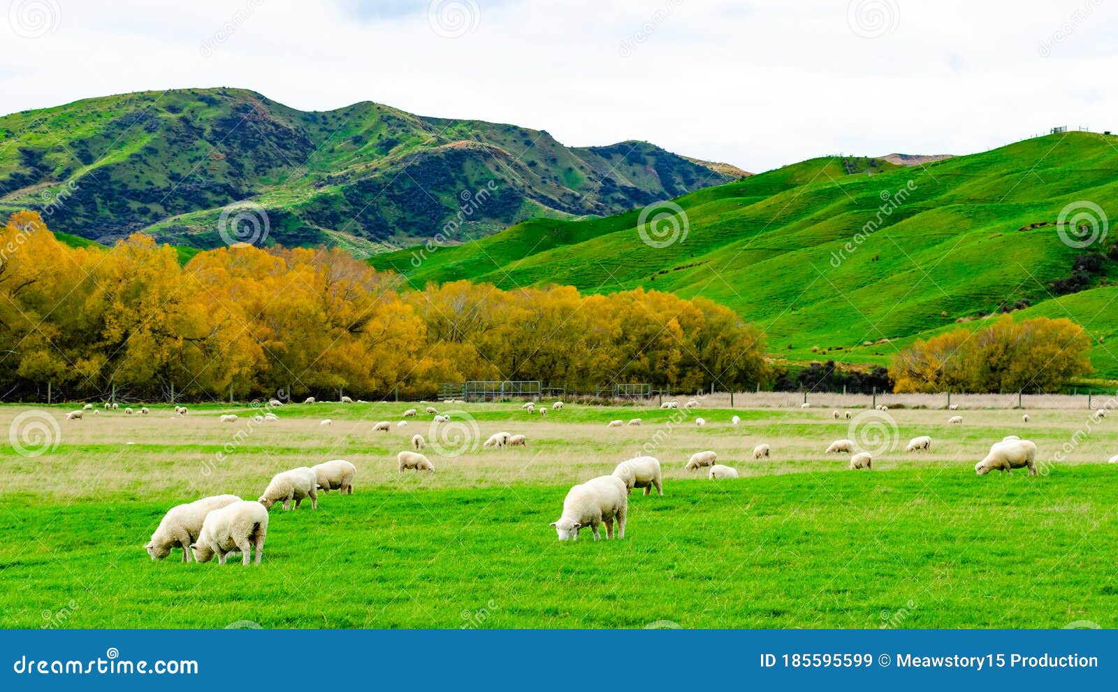 Flock of Sheep in Green Grass Field and Mountain Nature Background in Rural  Stock Image - Image of landscape, farm: 185595599