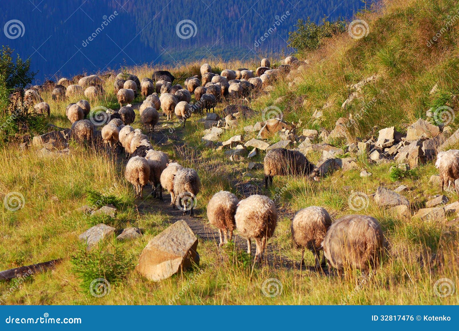 A Flock of Sheep in the Mountains Stock Photo Image of farming, landscape 32817476