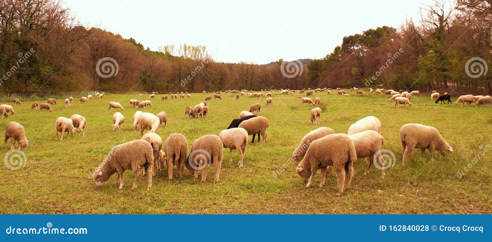 flock of sheeps in a meadow