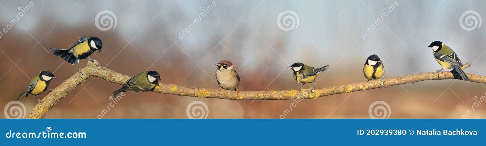 Flock of Small Songbirds Tits Sitting on a Branch in a Sunny Garden in  Different Poses in a Panoramic Photo Stock Photo - Image of flock, humor:  202939380