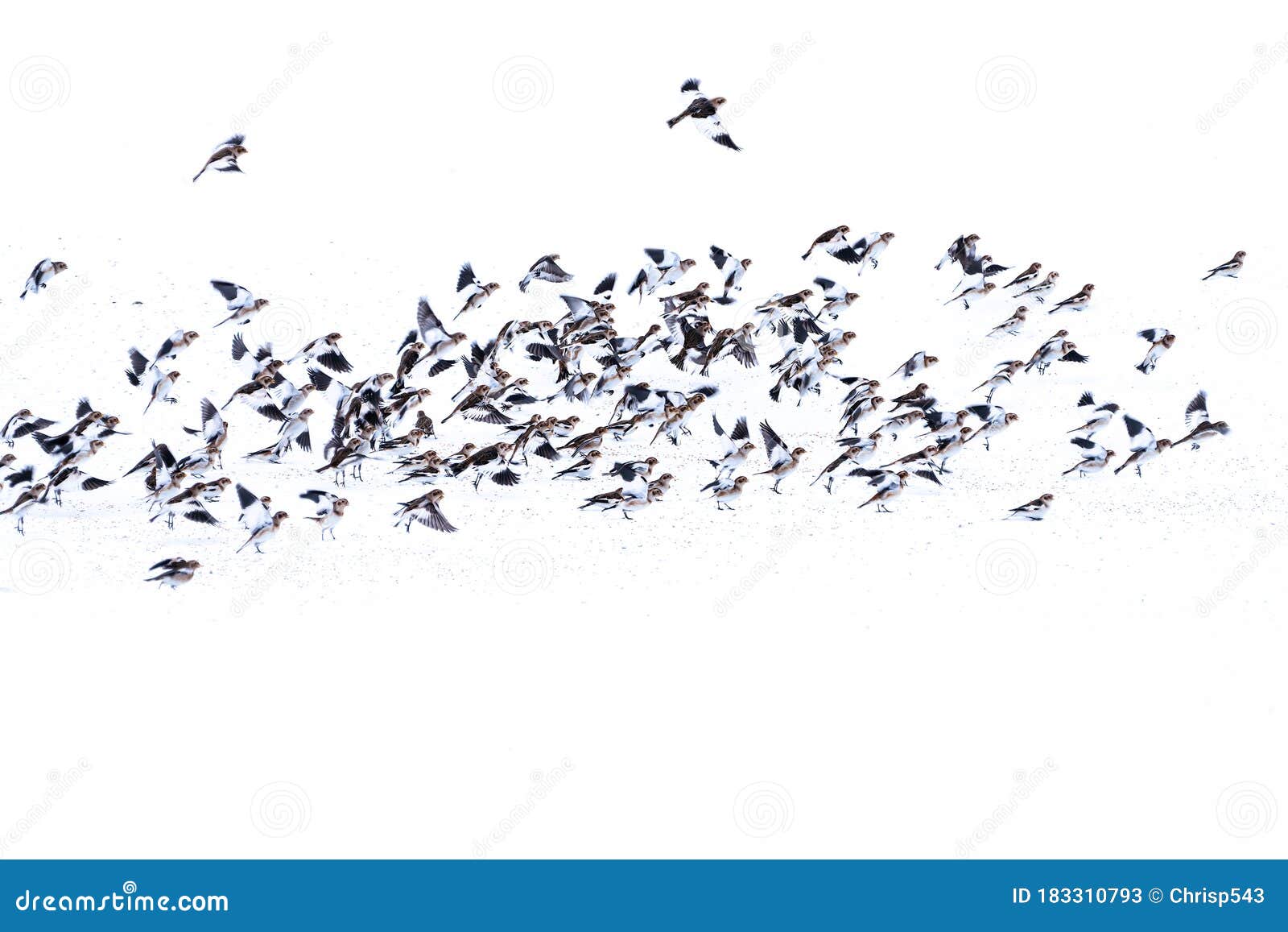 flock of snow bunting plectrophenax nivalis