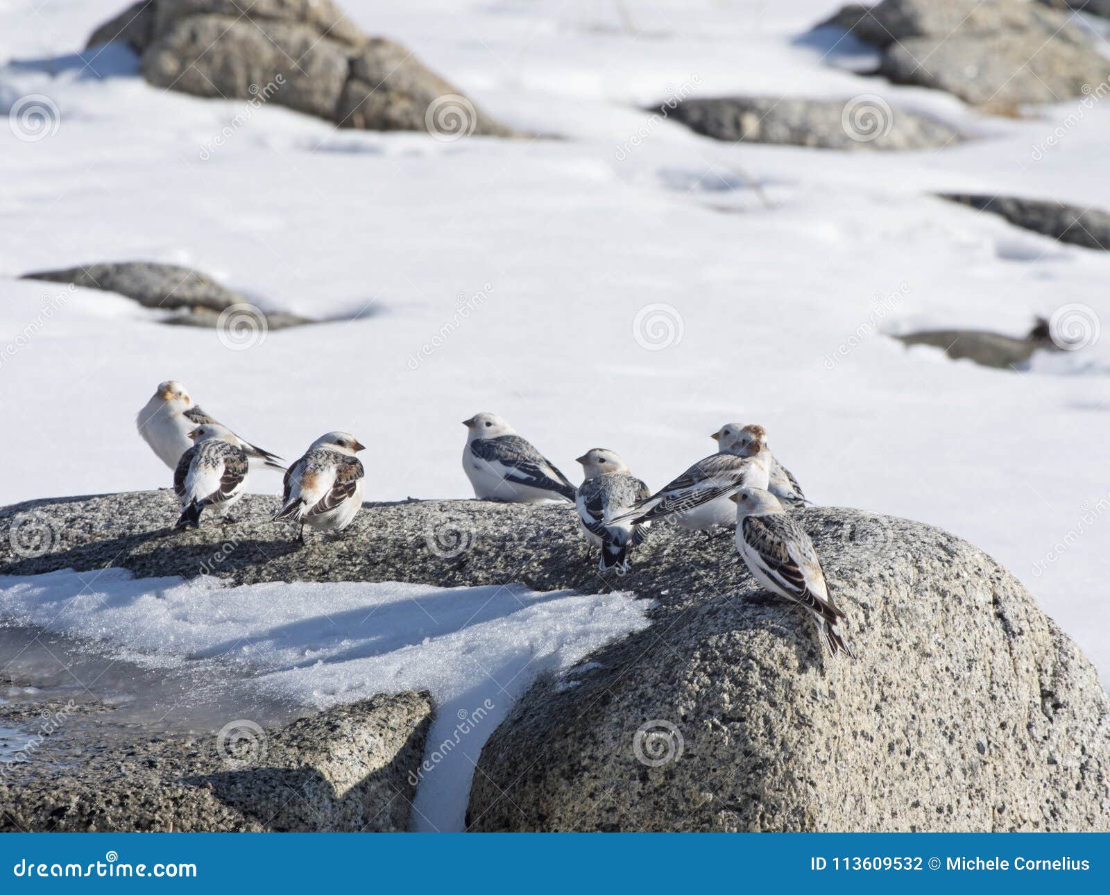snow buntings on a rock