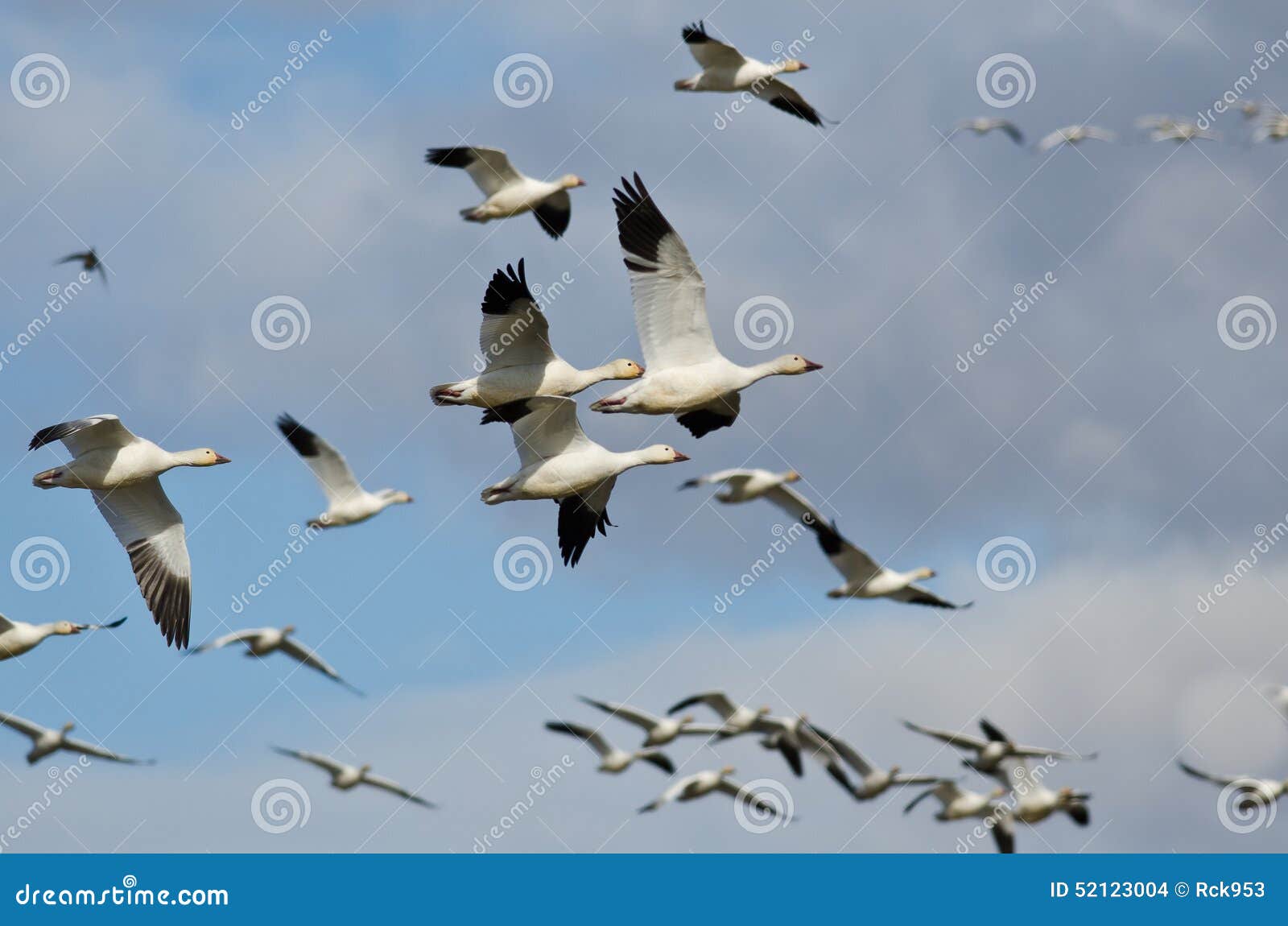 Flock of Snow Geese Flying in a Cloudy Sky Stock Photo Image of white