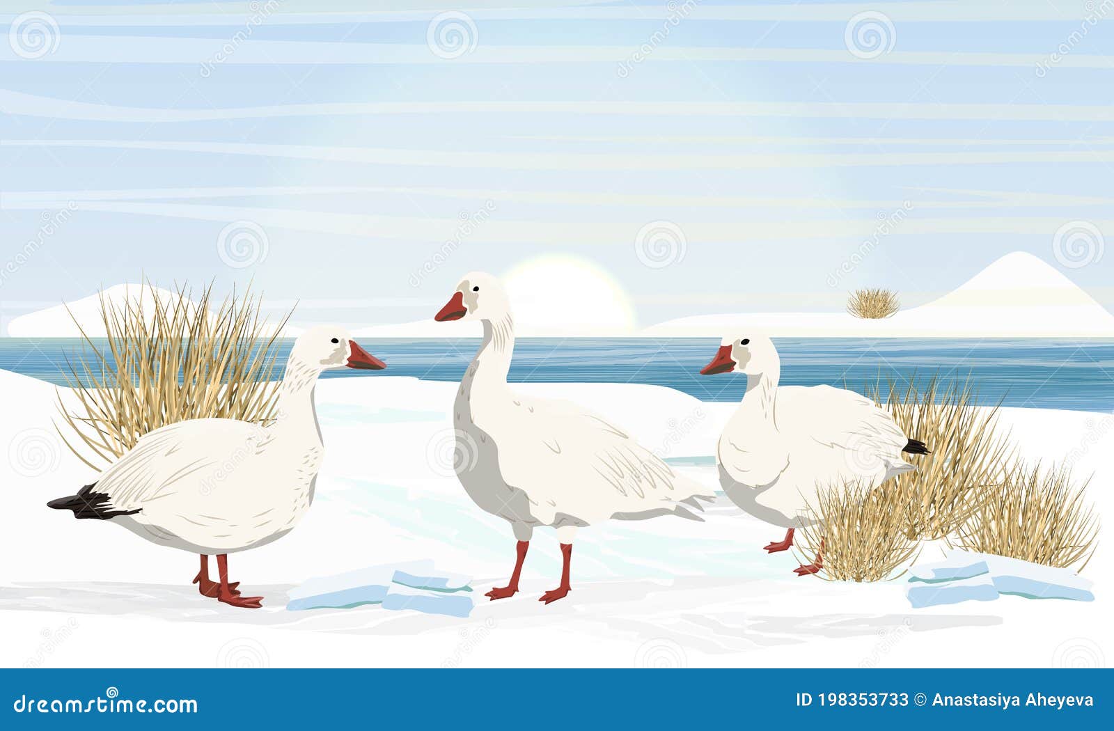 a flock of snow geese on the shores of the arctic ocean. birds of the arctic. white arctic goose anser caerulescens