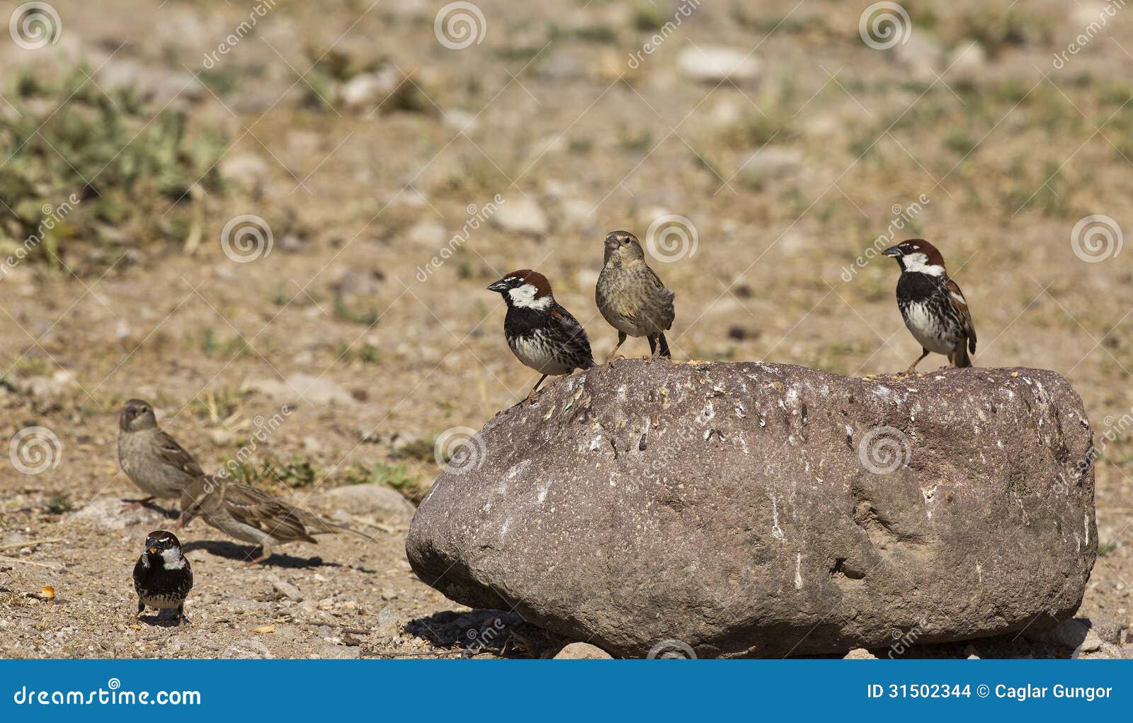 A Flock of Spanish Sparrows (Passer Hispaniolensis) Stock Photo Image