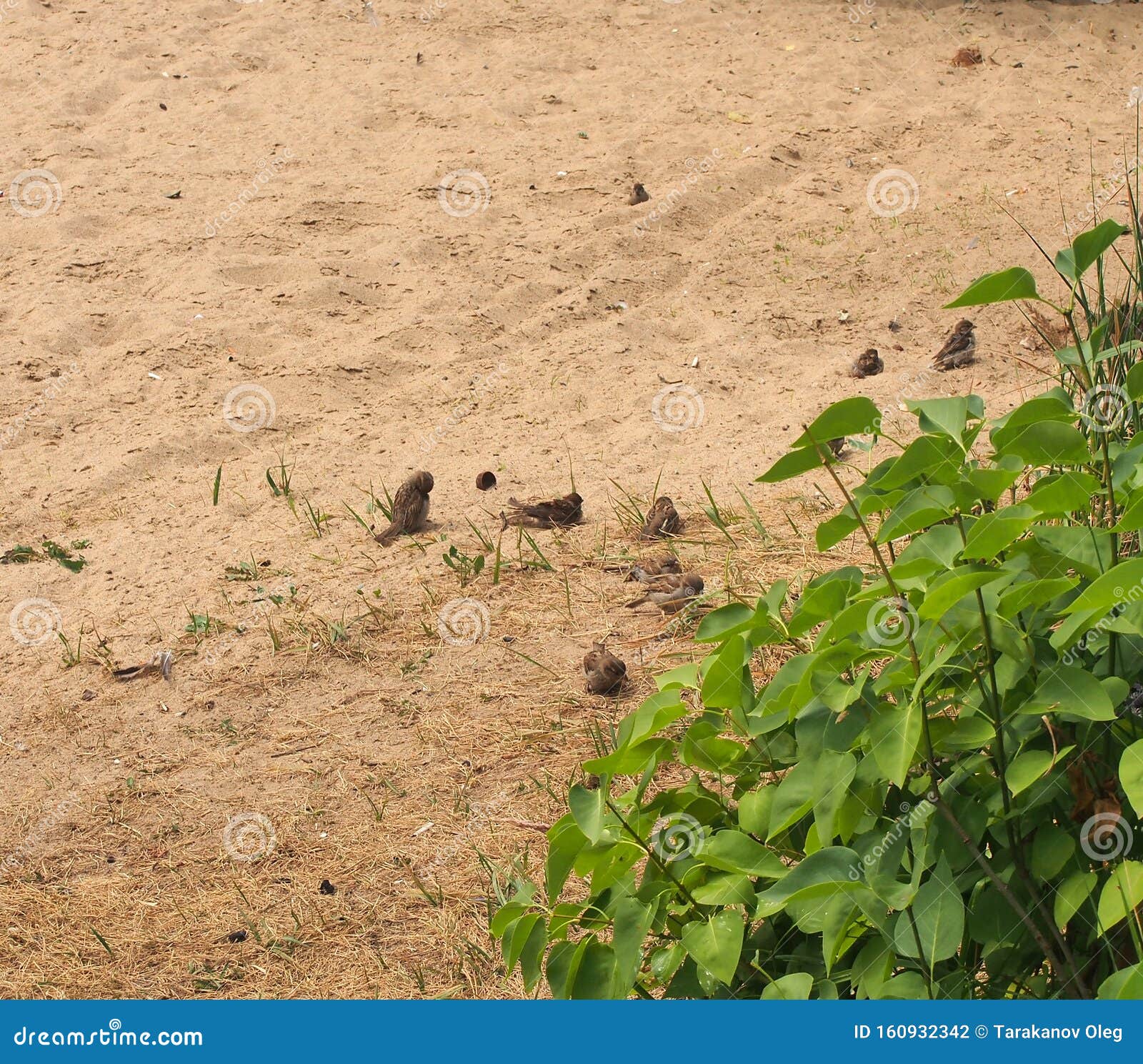 A Flock of Sparrows Resting on the Sand. Birds Bathe in the Sand Stock