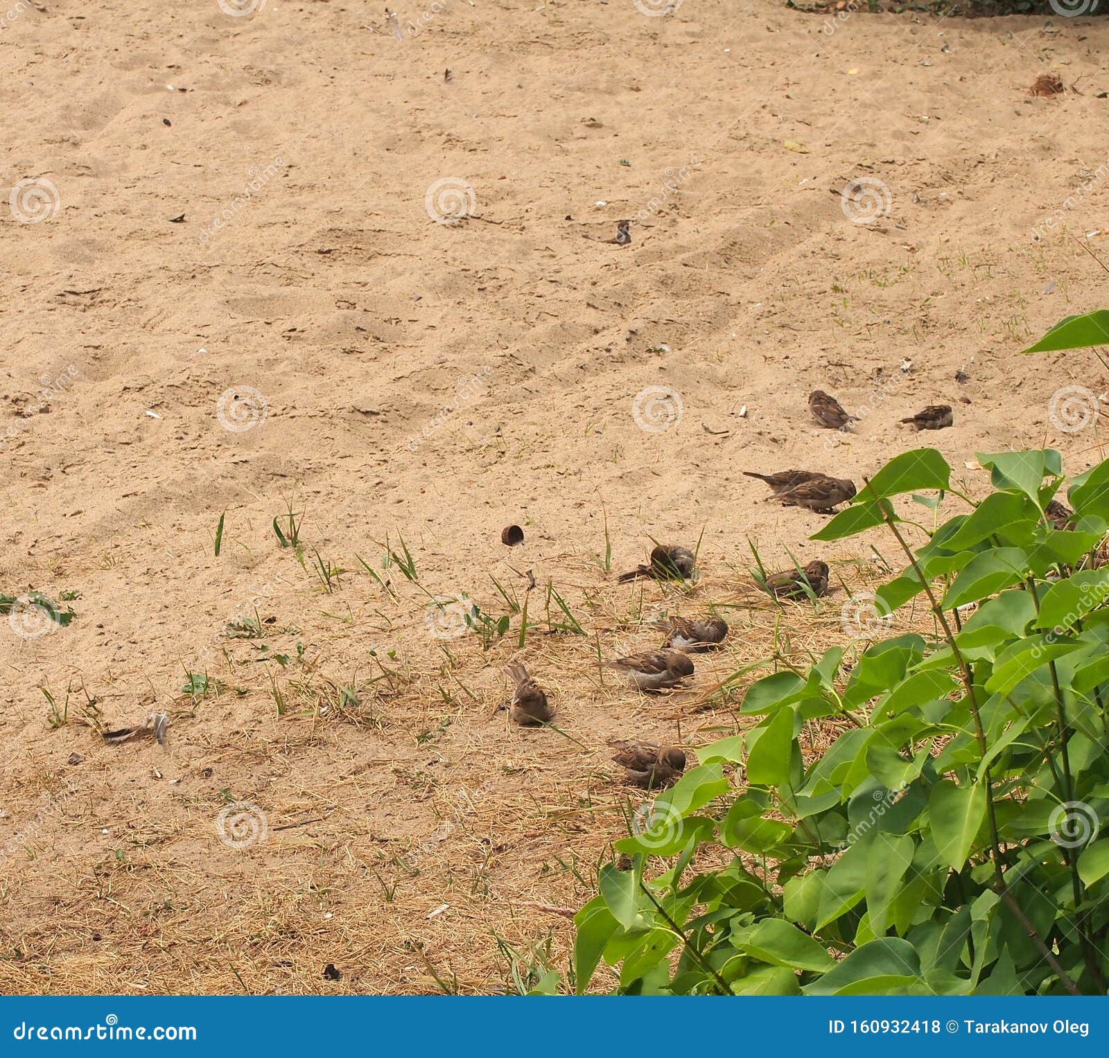 A Flock of Sparrows Resting on the Sand. Birds Bathe in the Sand Stock