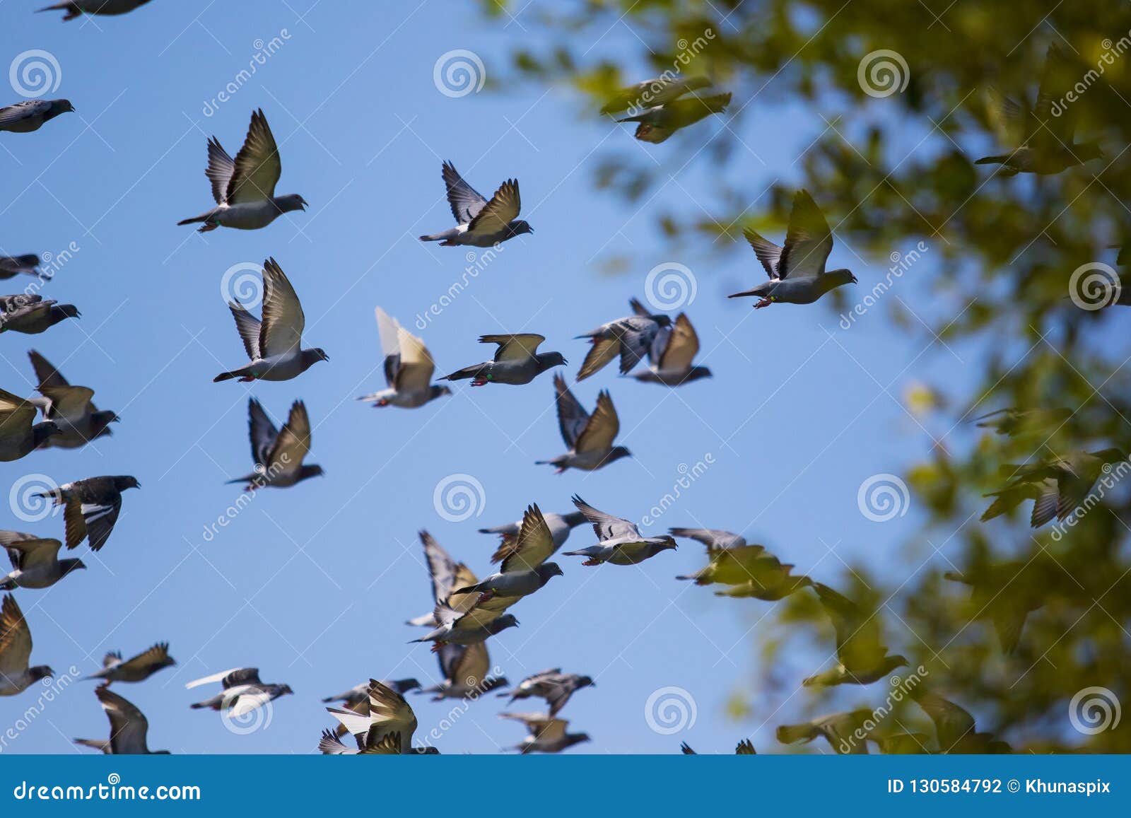 Flock of Speed Racing Pigeon Release from Competition Basket Stock