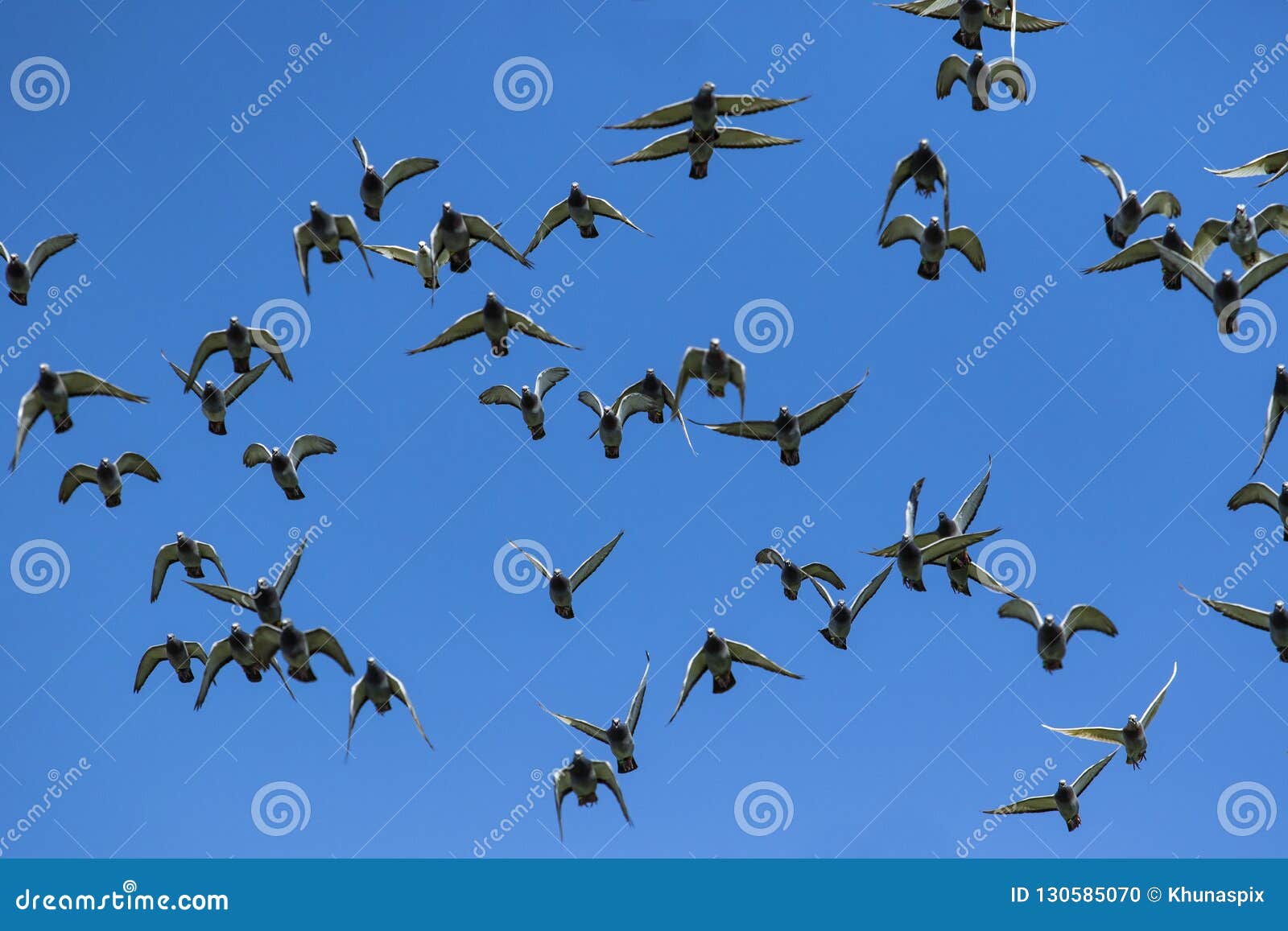 Flock of Speed Racing Pigeon Release from Competition Basket Stock