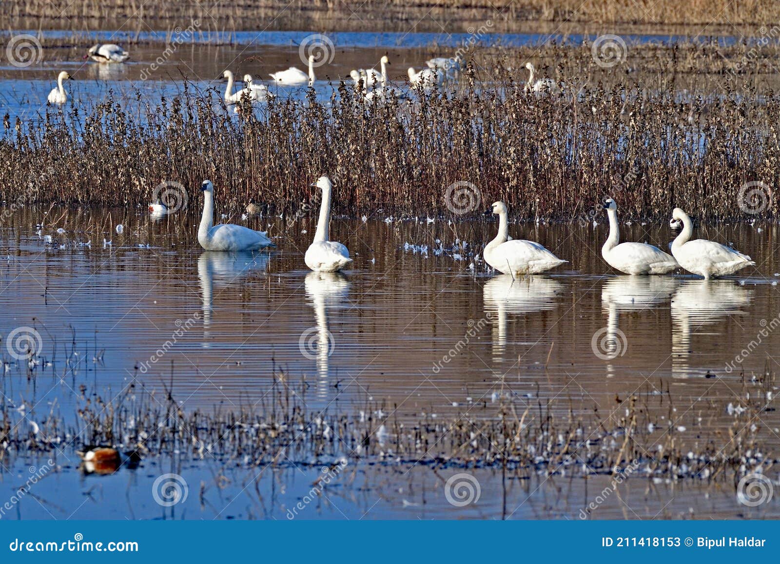 a flock of tundra swans - san luis nwr