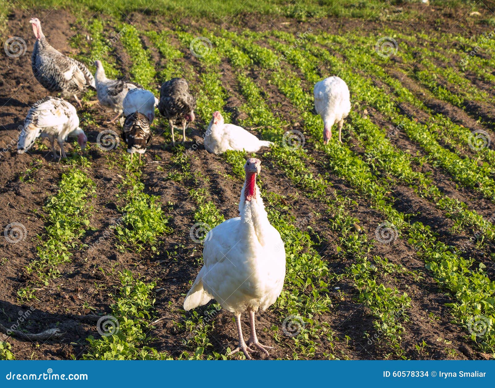 Flock of turkey stock photo. Image of tail, healthy, flock 60578334