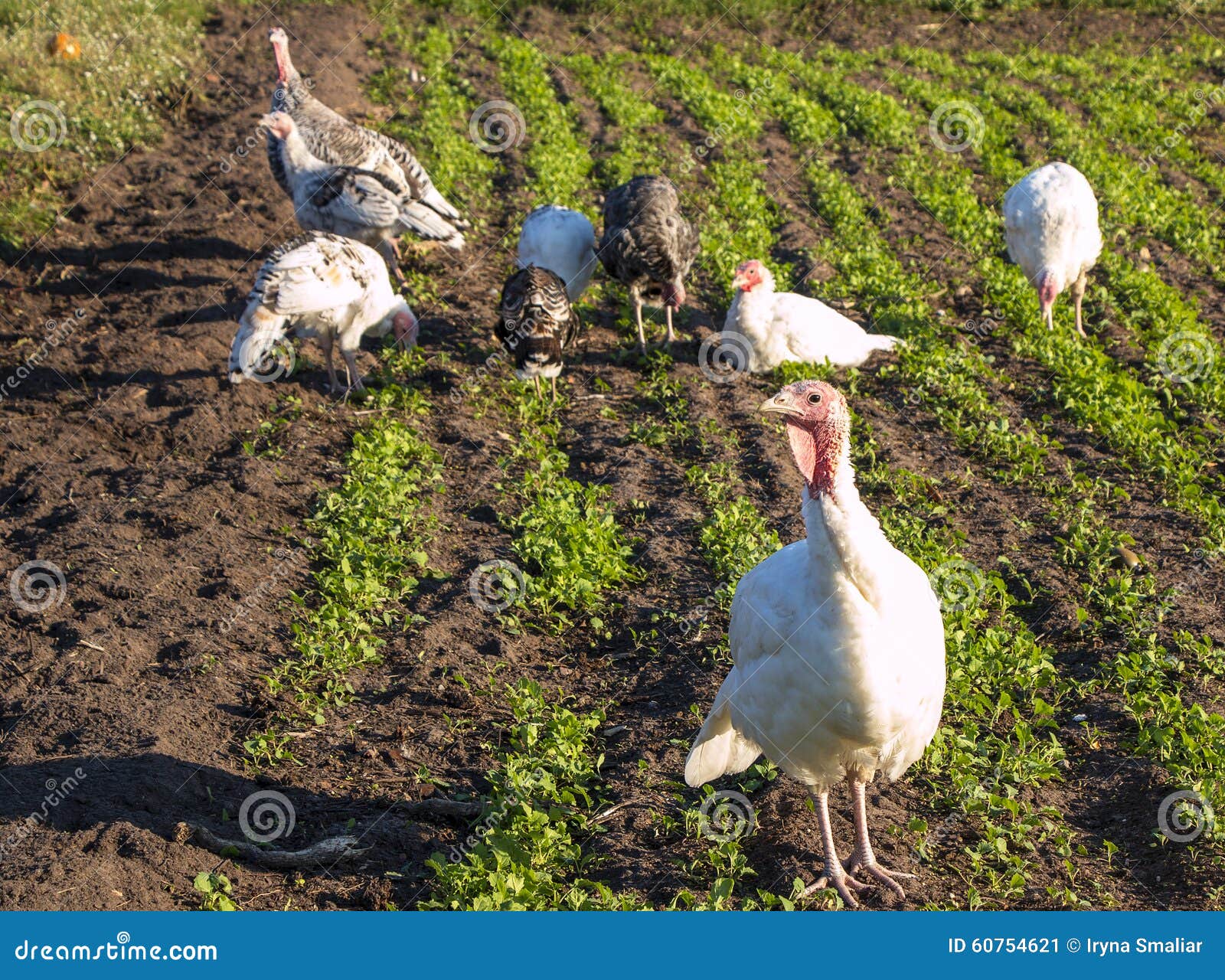 Flock of turkey stock image. Image of organic, food, colorful 60754621