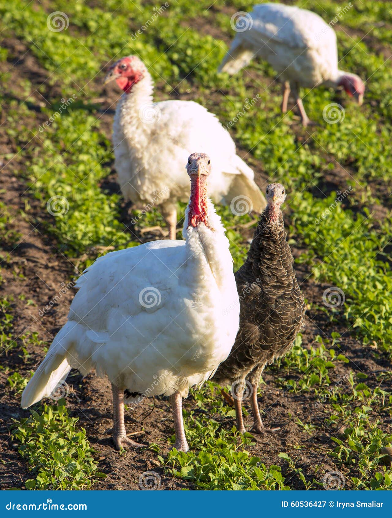Flock of Turkey on a Poultry Farm Stock Image Image of summer, sunny