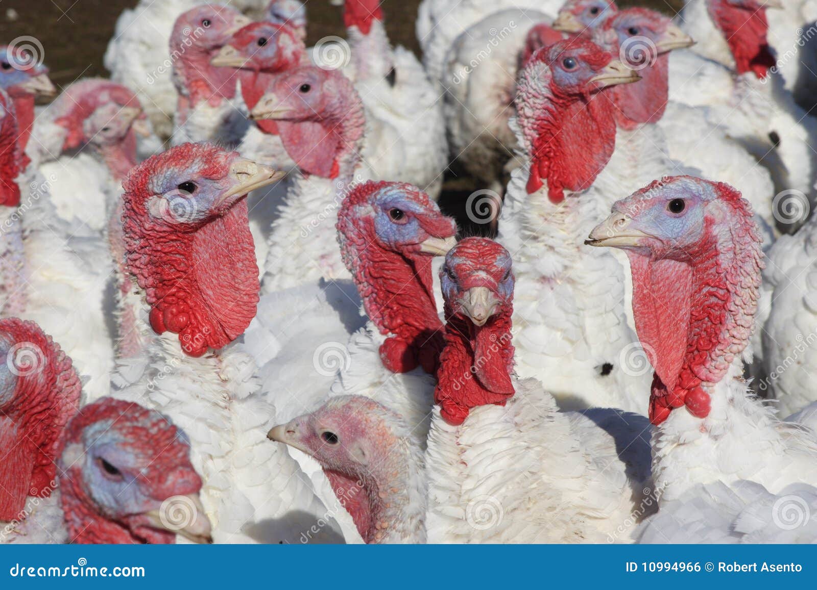 wild turkey flocks wild turkey flocks