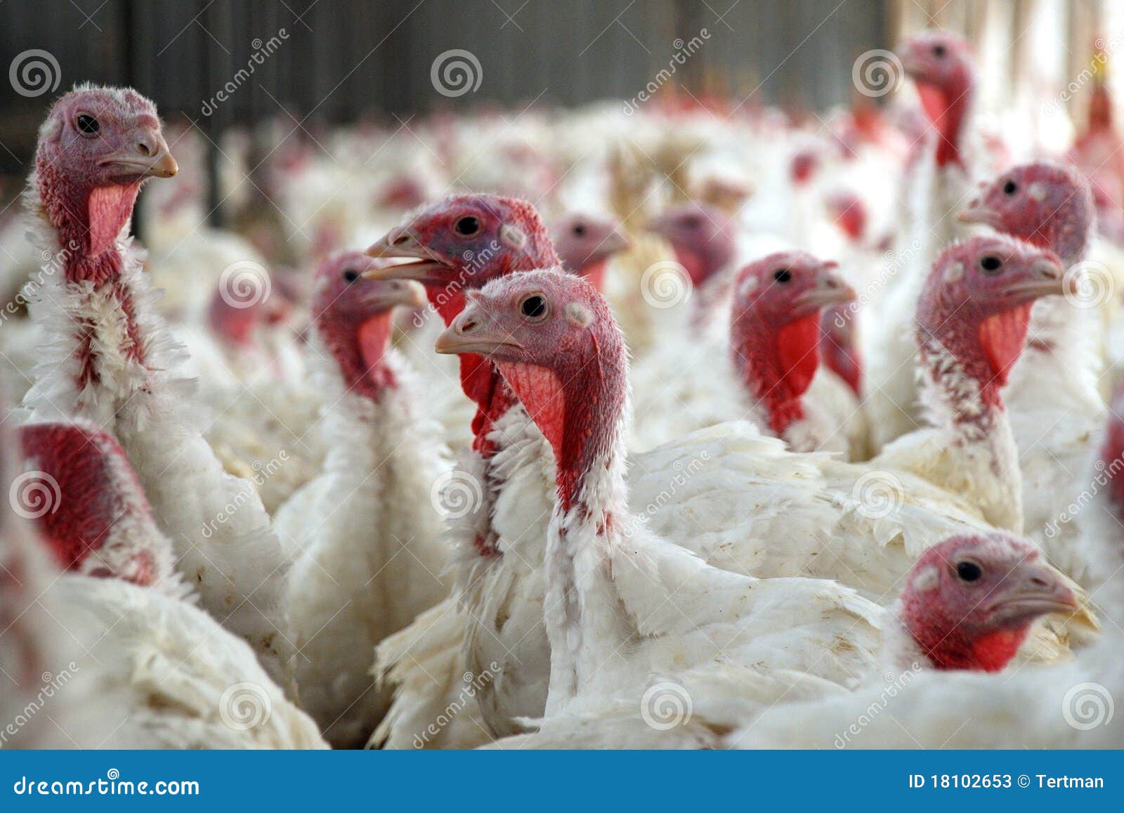 Flock of Turkeys stock image. Image of flock, bird, brown 18102653