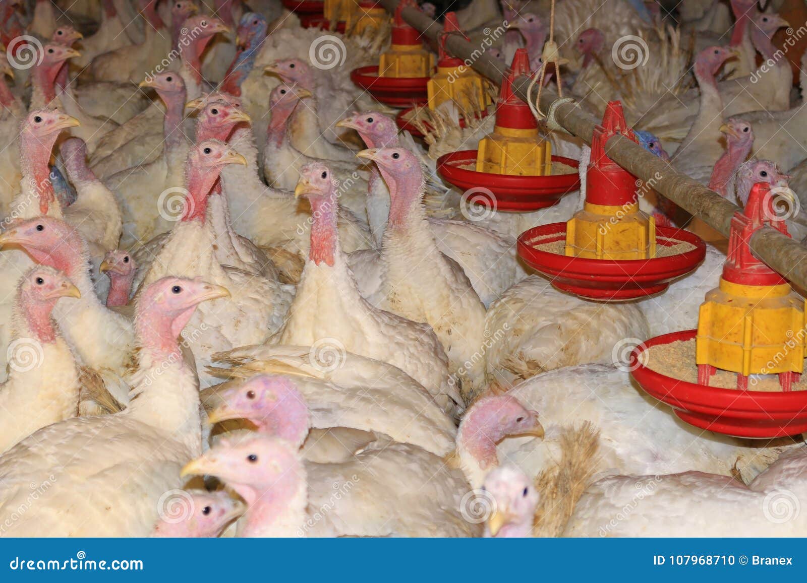 Flock of turkeys stock photo. Image of domestic, beak 107968710