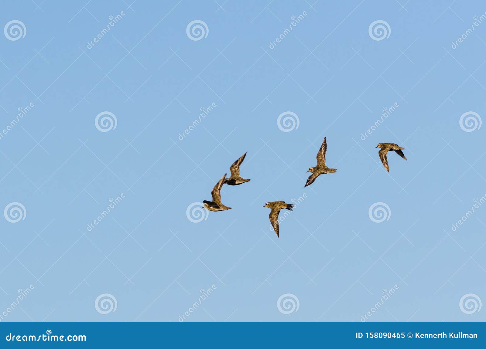 flock with wader birds in flight by fall migration