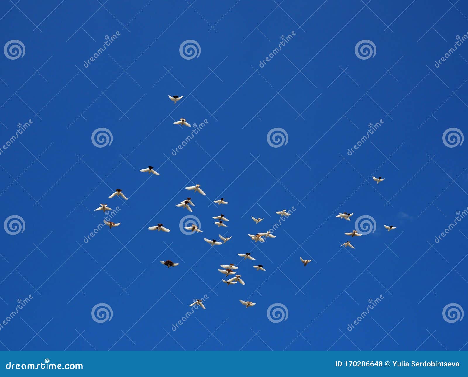 Flock of White Doves Flies in the Blue Sky Stock Photo Image of dove