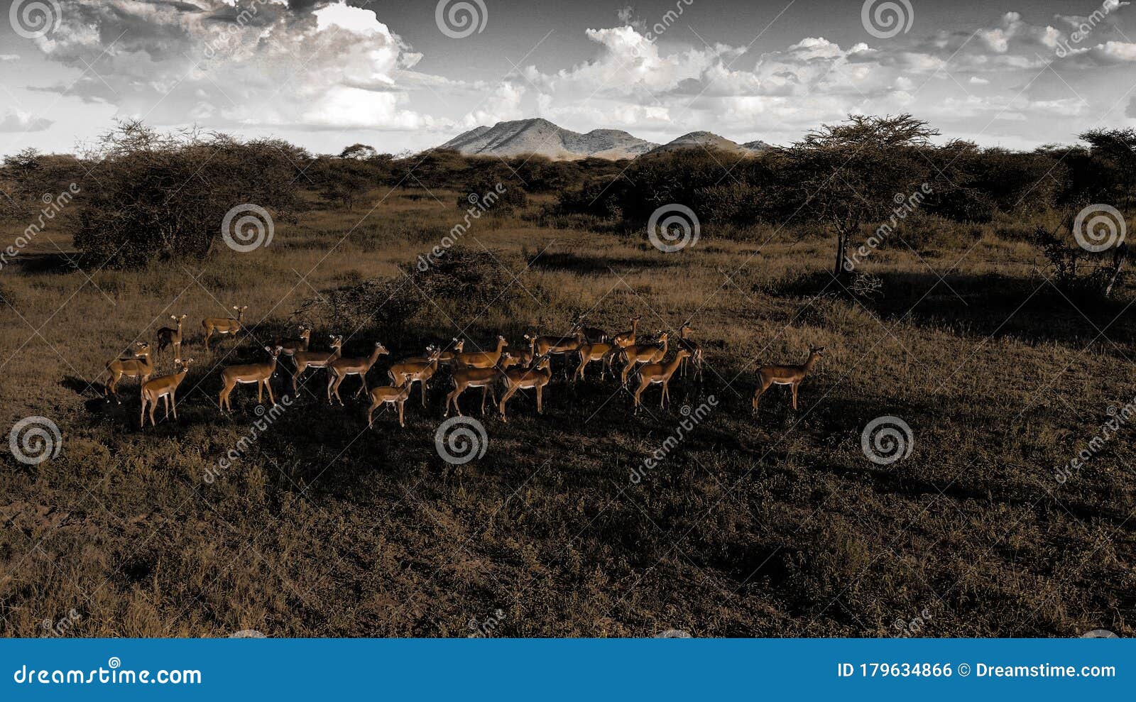 flock of wild antilopes in serengeti national park