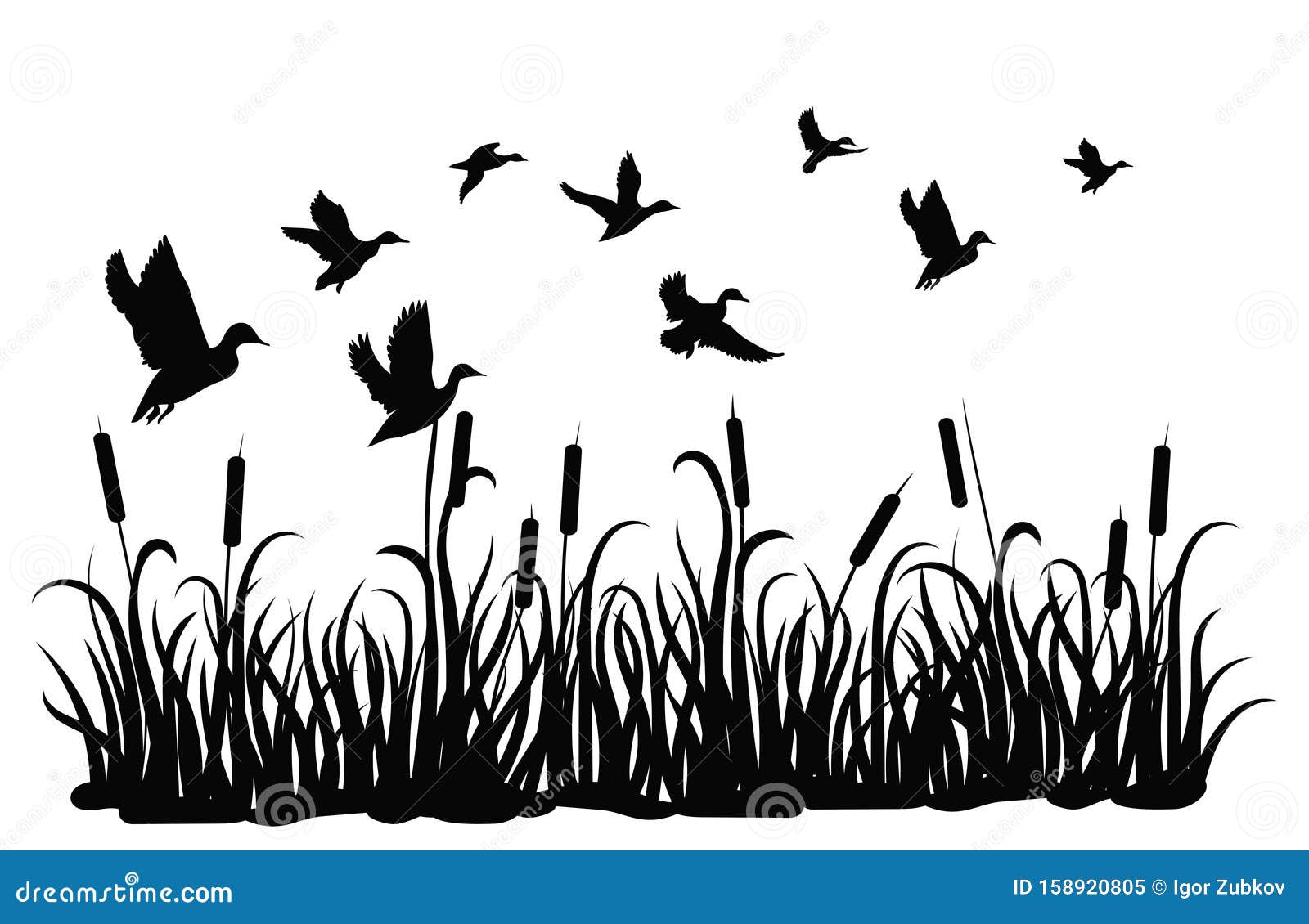 a flock of wild ducks flying over a pond with reeds. black and white  of ducks flying over the river. 