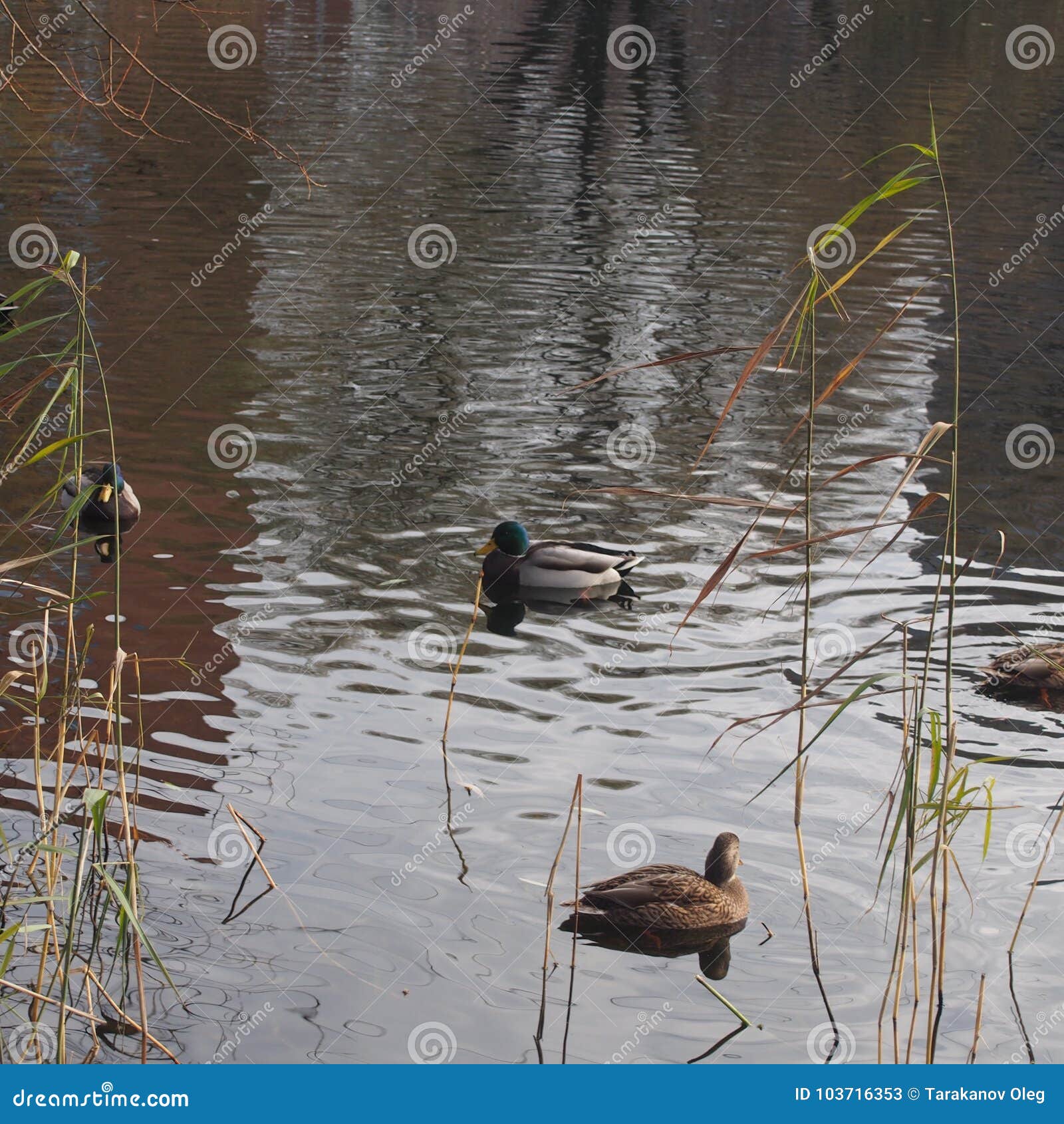 My Image 11
