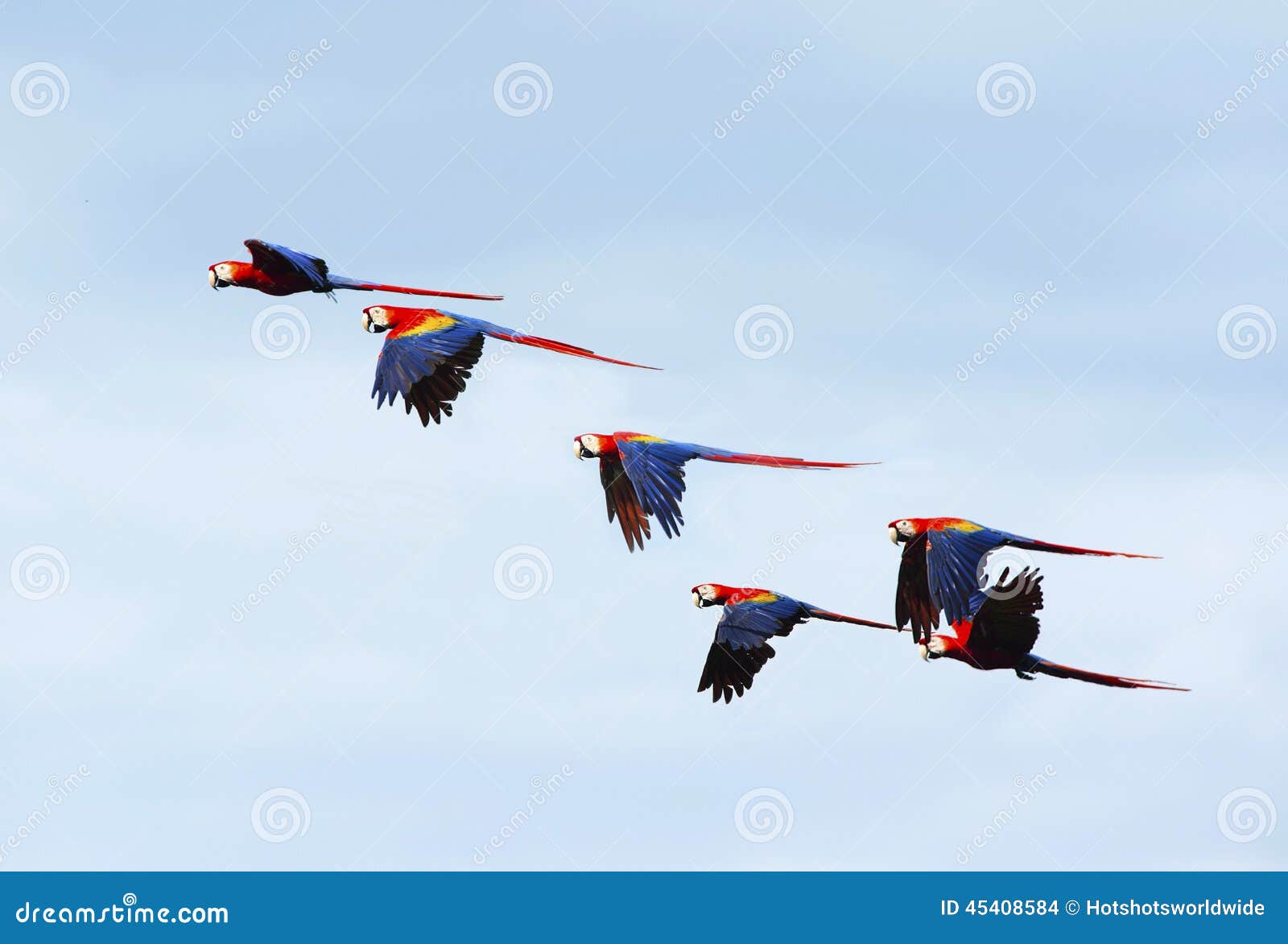 flock of wild scarlet macaws , corcovado, costa rica