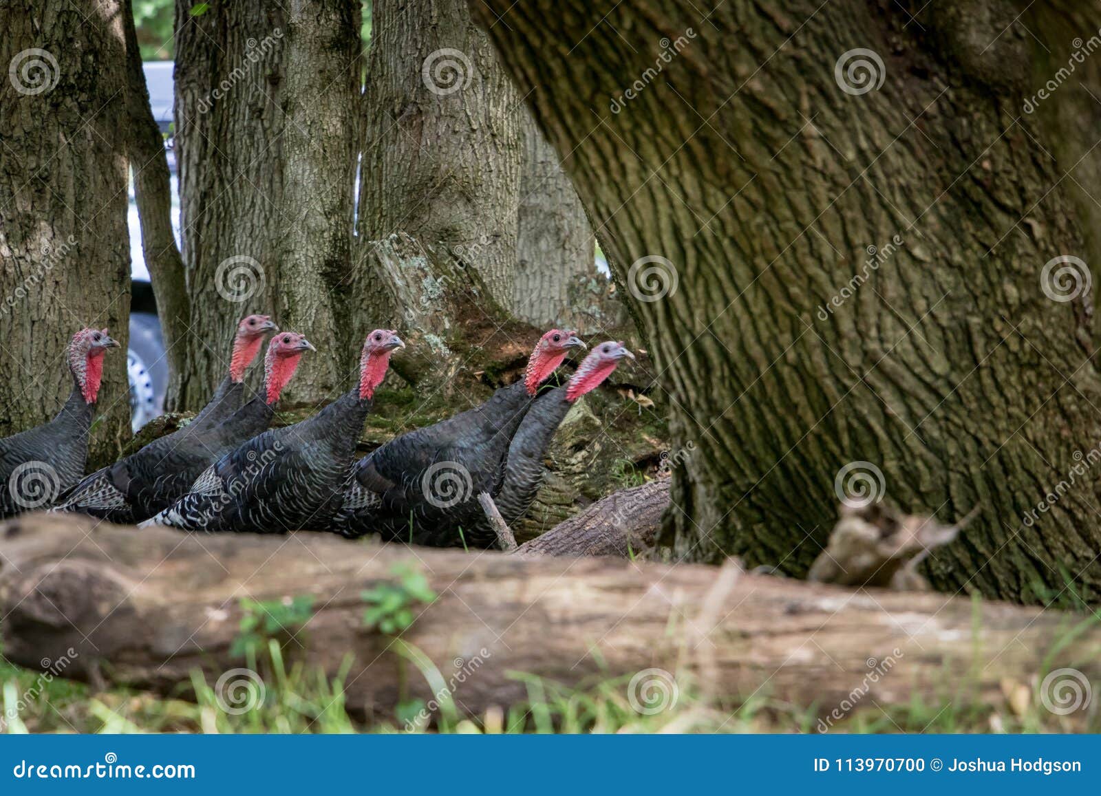 wild turkey flocks wild turkey flocks