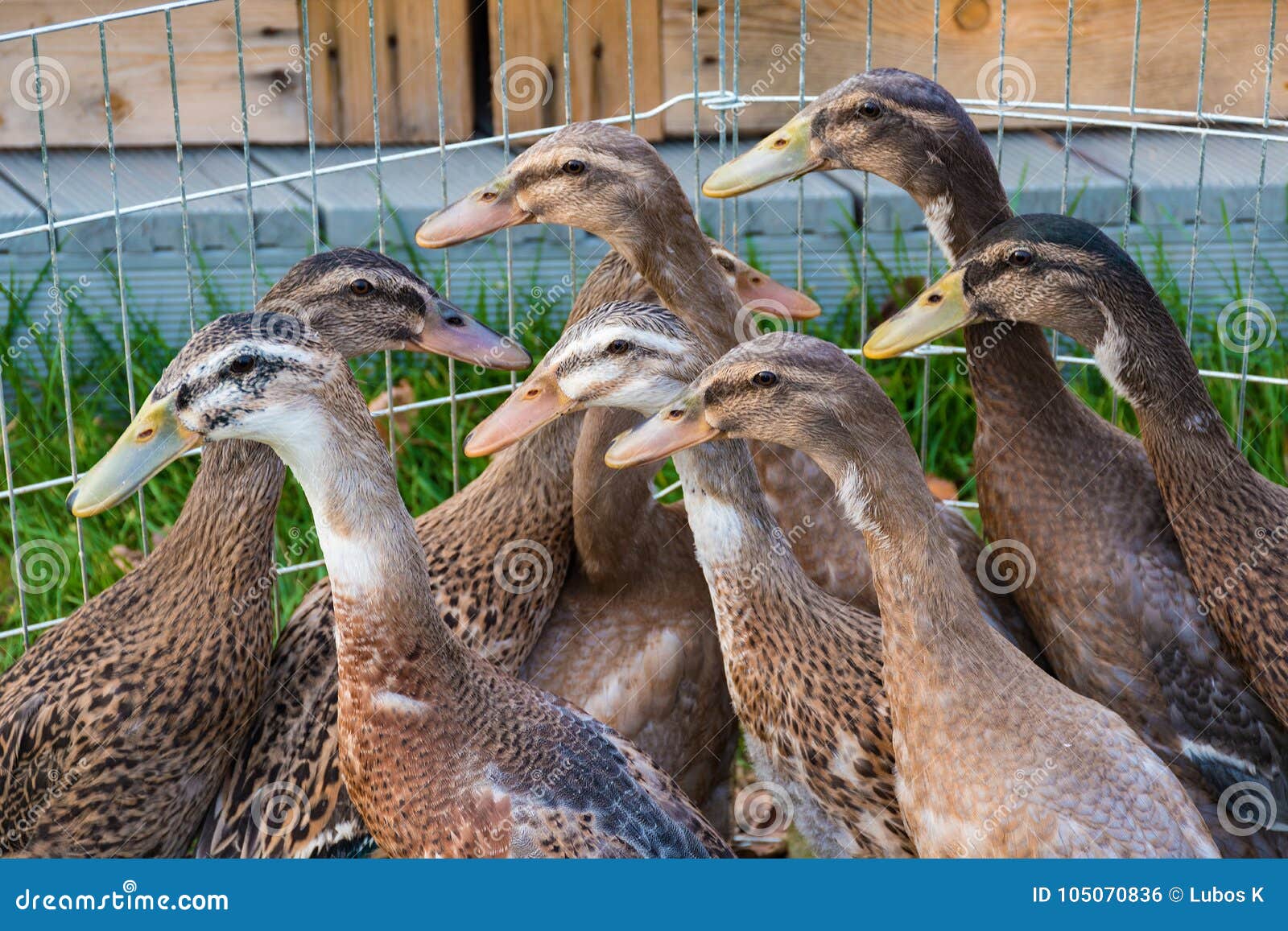 Flock of Young Indian Runner Ducks in Outdoor Duck Pen Stock Photo