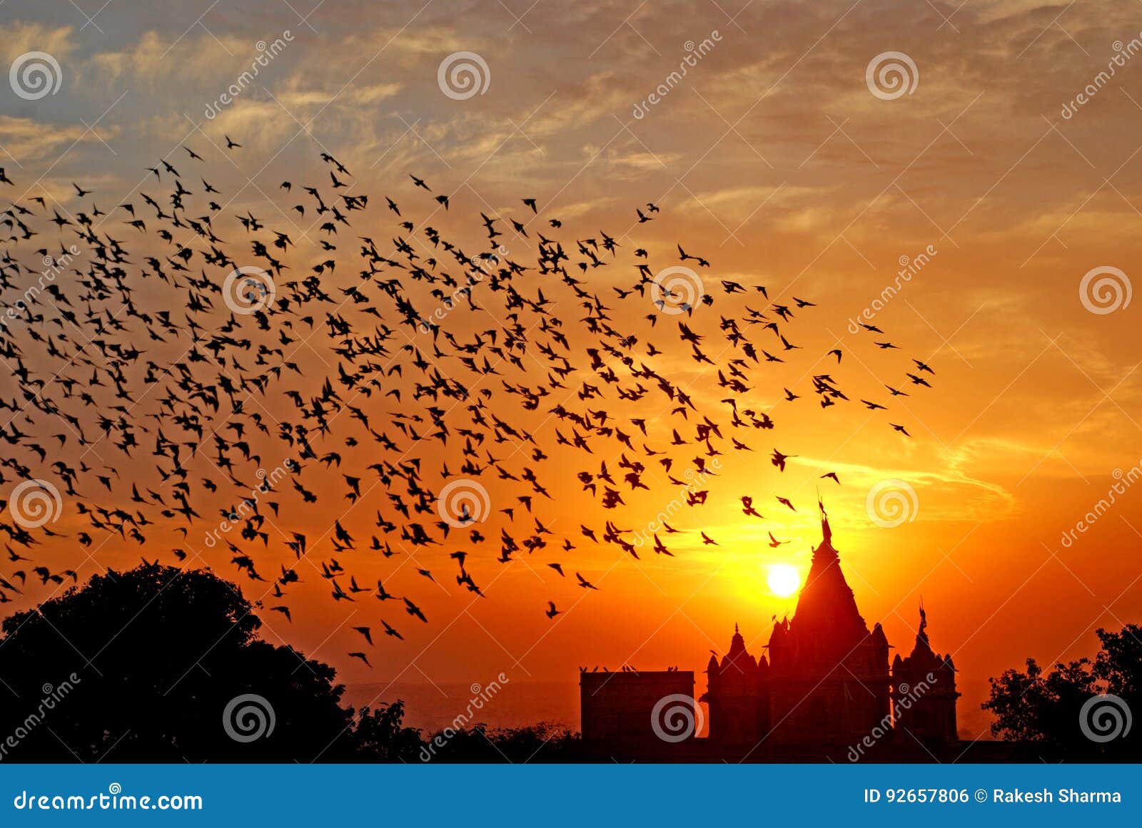 flocking behavior of birds