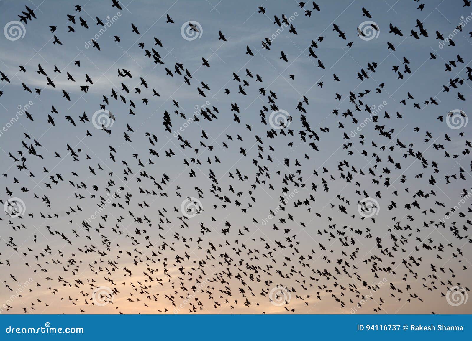 flocking behavior of starlings birds in bikaner
