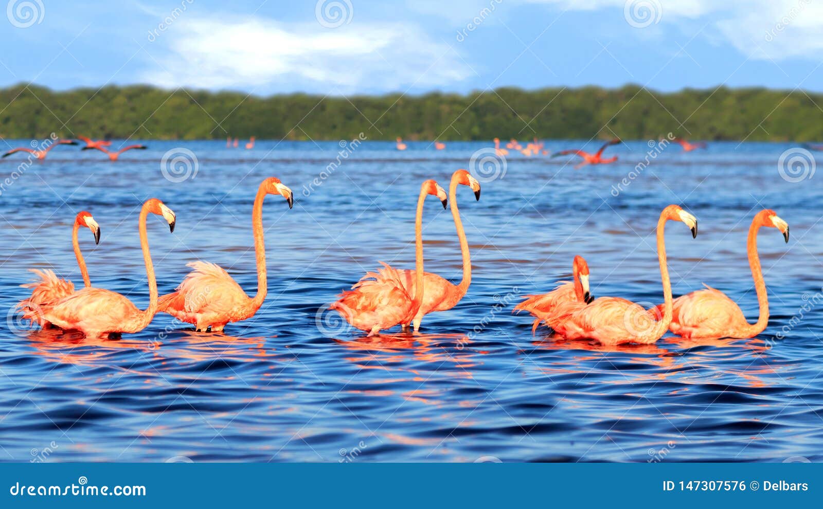 flocks of beautiful pink flamingos in the celestun national park. mexico. yucatan.