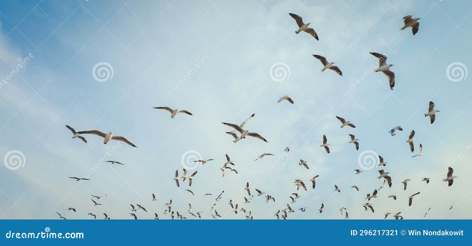flocks of seagulls migrate in winter