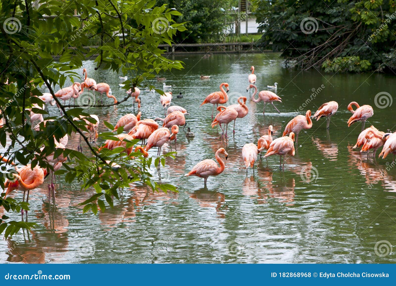 flog of flamingos in the pond.