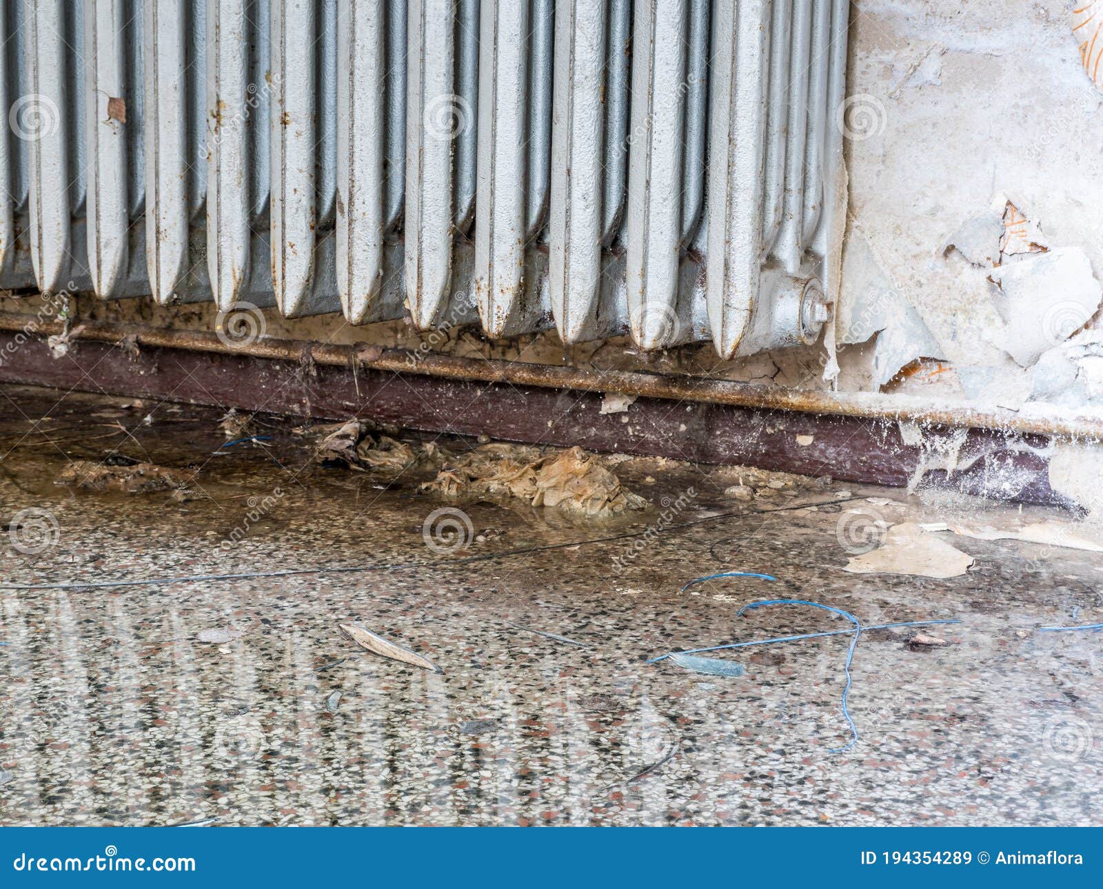 Flood Damage in the Apartment Stock Image Image of mouldy, defects