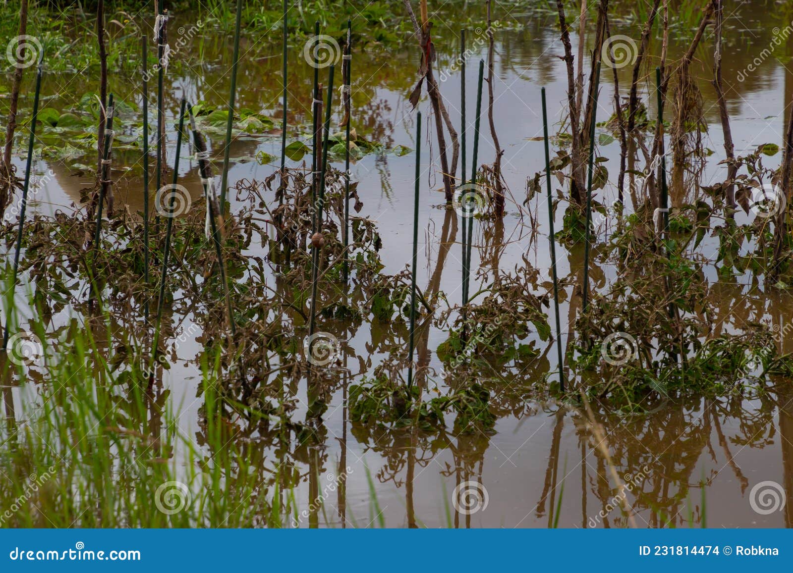 Flood Damage Done To Tomato Plants Standing in the Water Stock Photo Image of standing, people