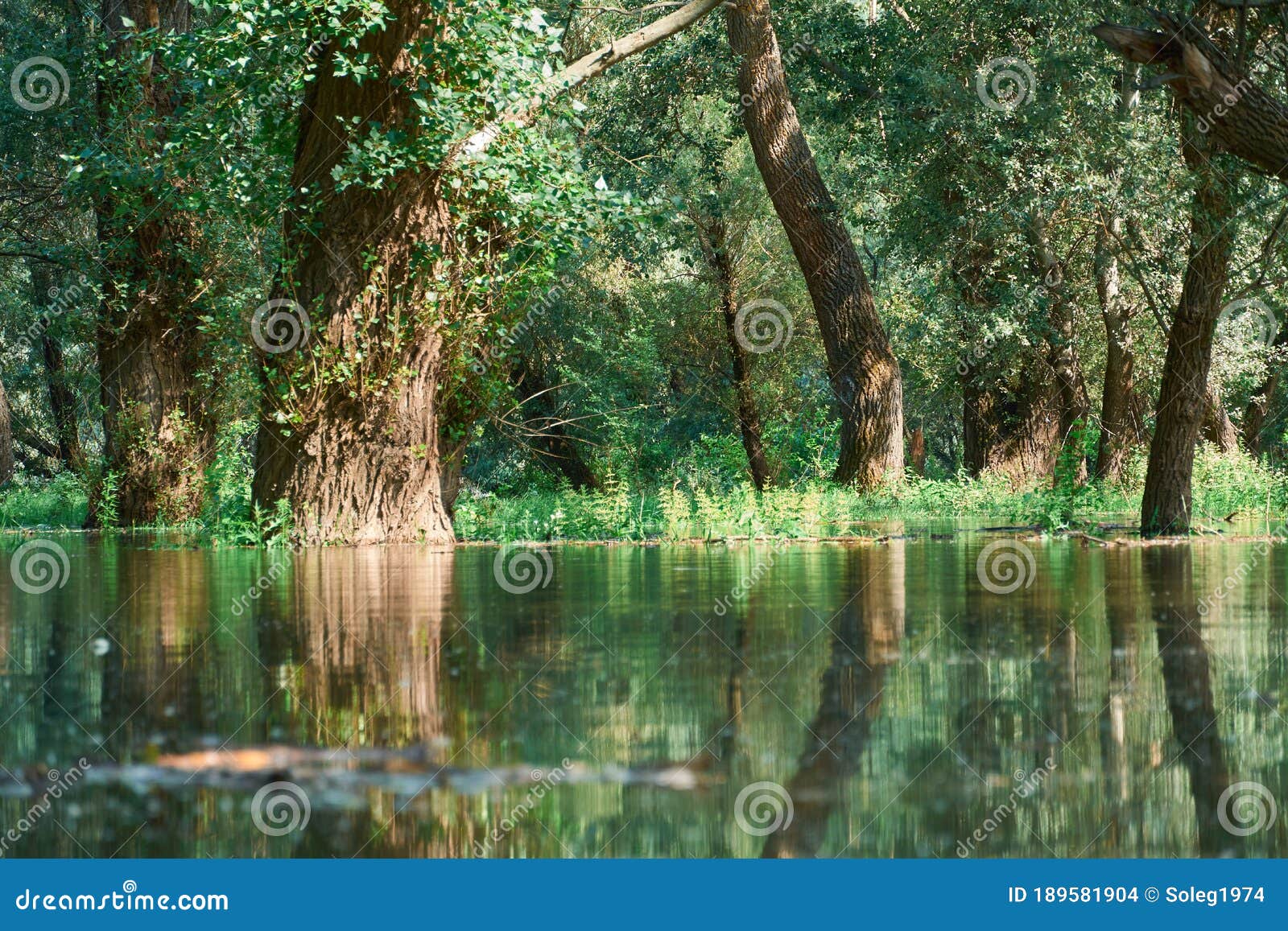 Flood in Forest, River with High Water Level, Flooding, in Summer on a Bright Day Stock Photo - Image of flood, plant: 189581904