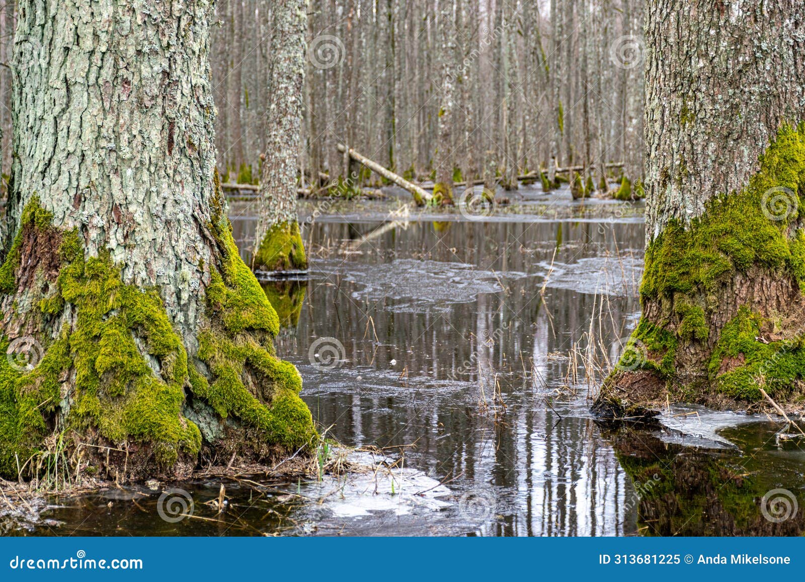 flooded forest, forest wetland, melting snow and ice, puddles of water between tree trunks reflecting forest and tree shadows,