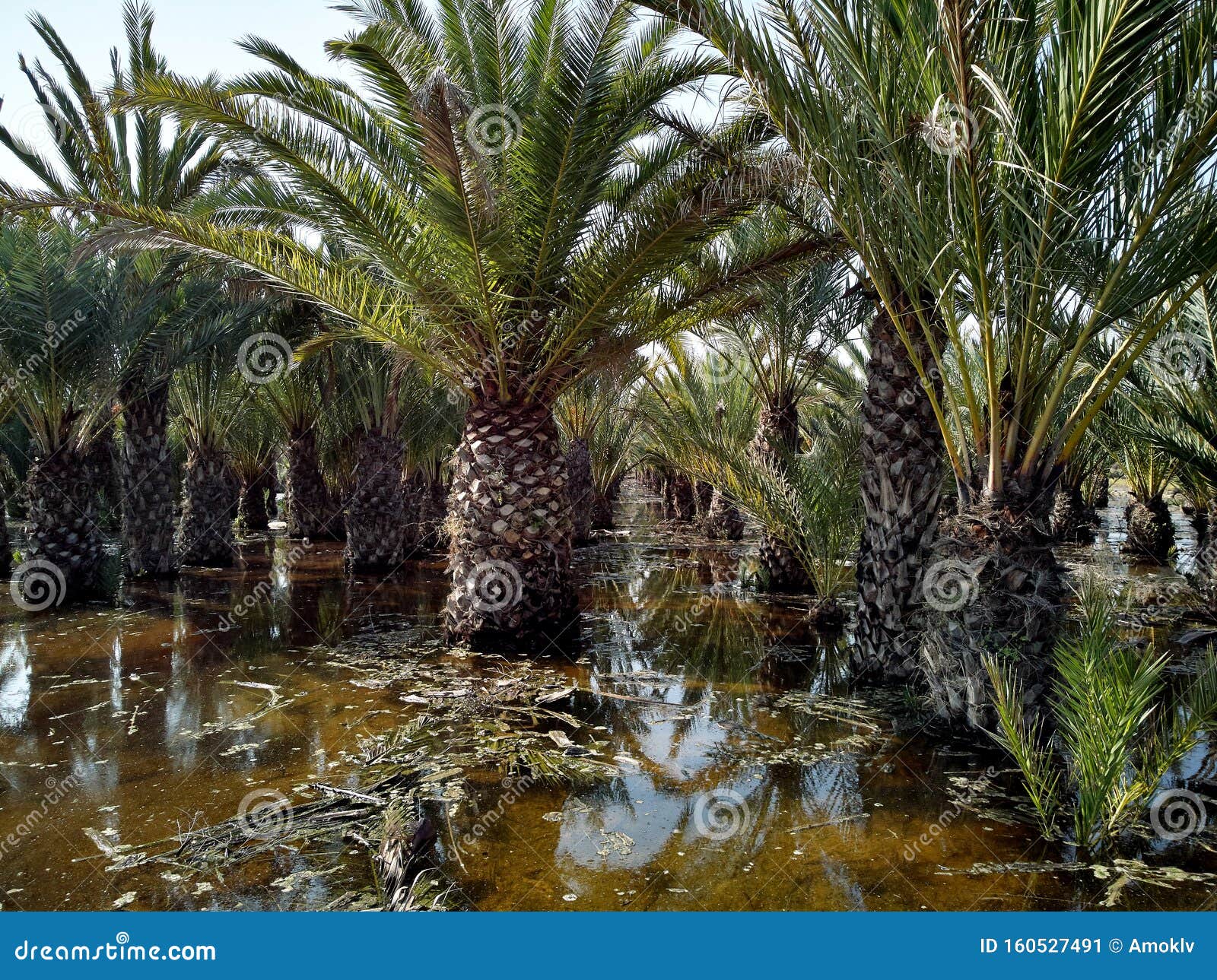 flooded palm trees gardens gota fria Ã¢â¬â cold drop september 2019aftermath, orihuela coast