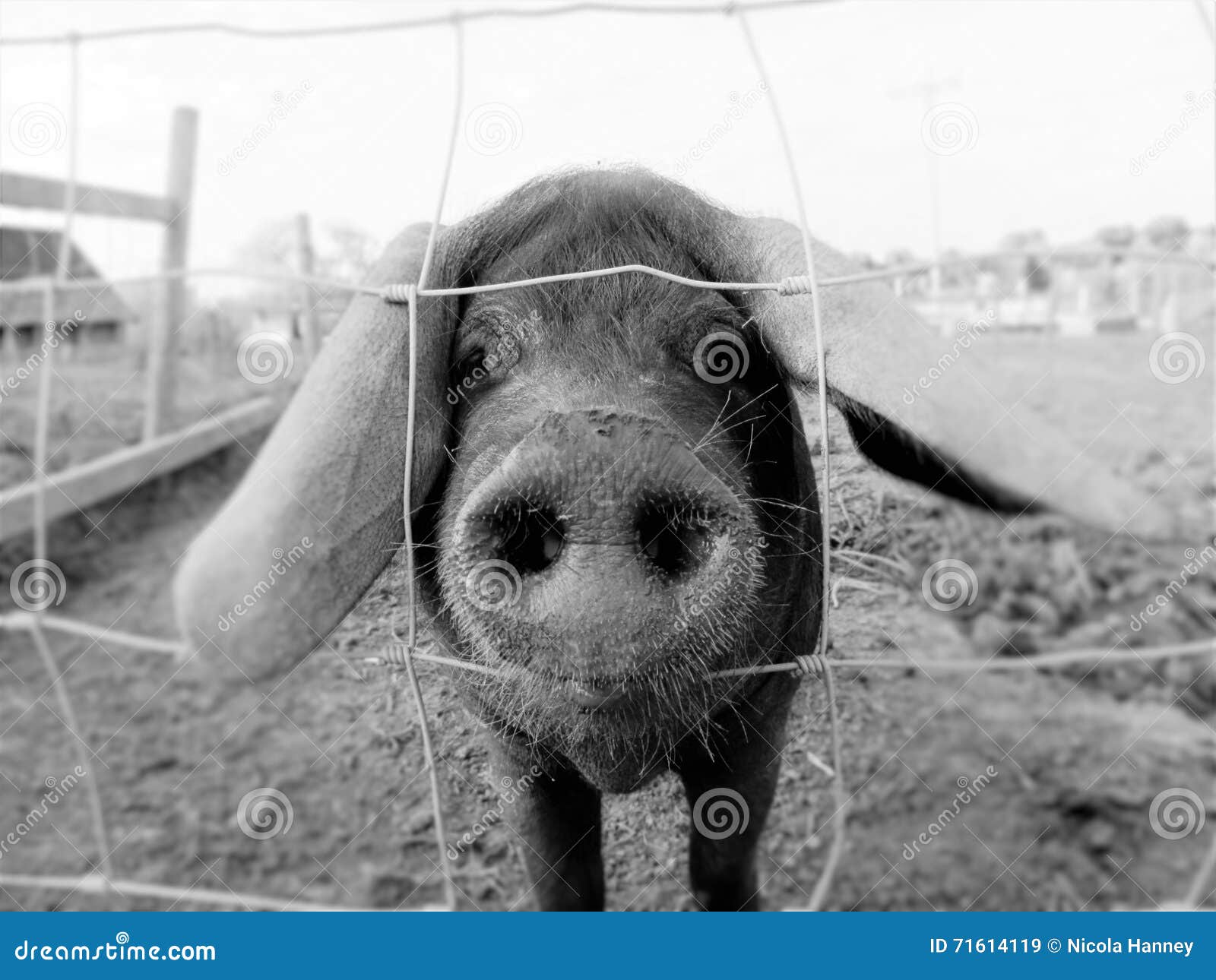 Floppy Eared Pig in Black and White Stock Image Image of hello, dirty