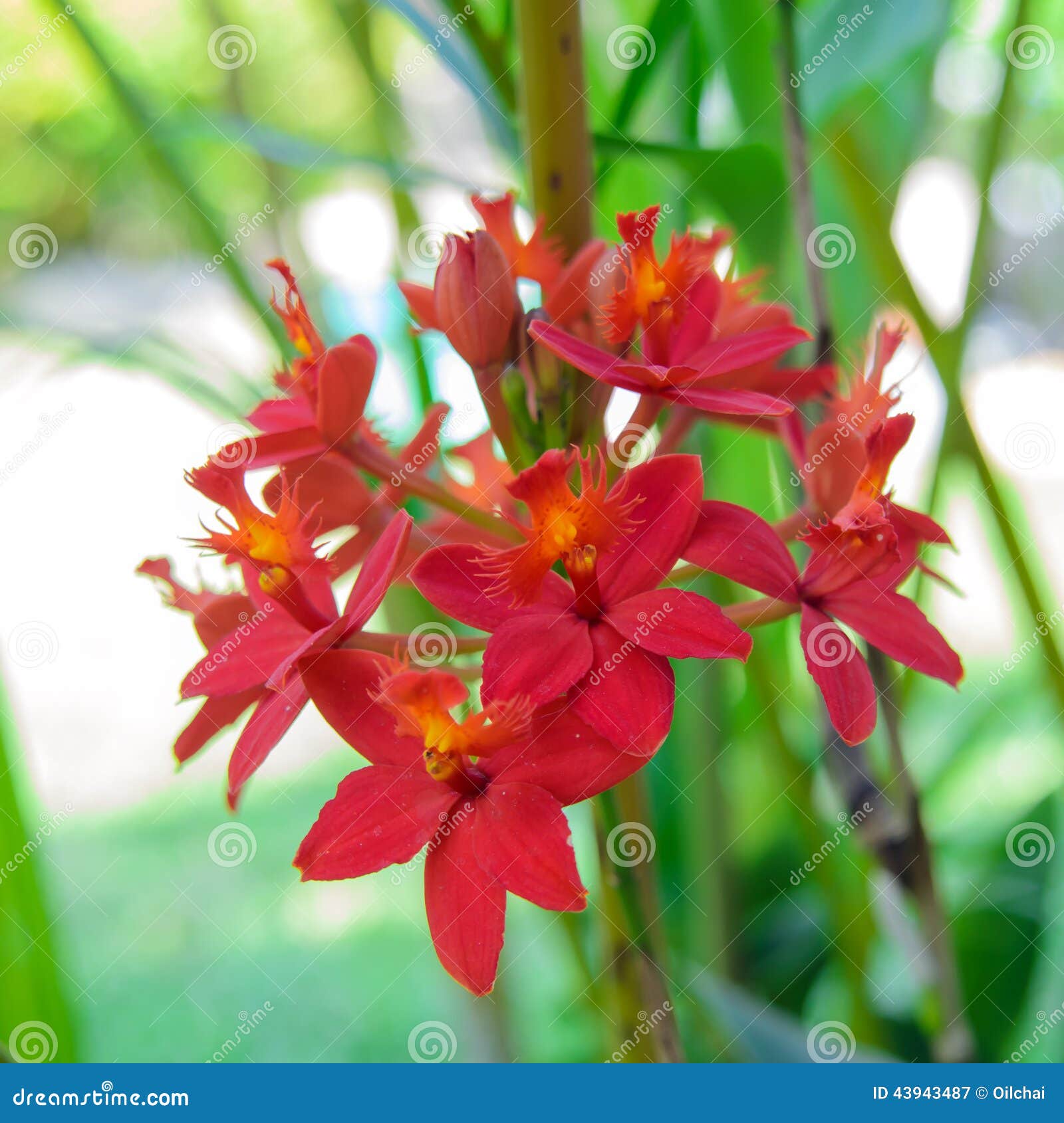 Flor à Terra Vermelha Da Orquídea Imagem de Stock - Imagem de plantas,  oriental: 43943487