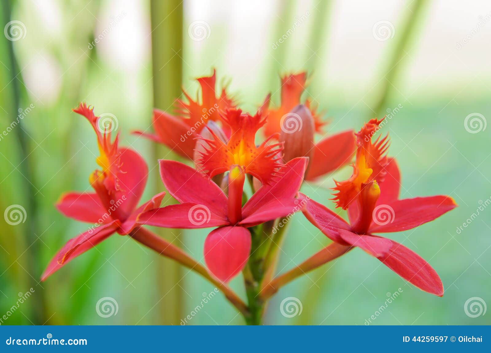 Flor à Terra Vermelha Da Orquídea Imagem de Stock - Imagem de beleza,  botânica: 44259597