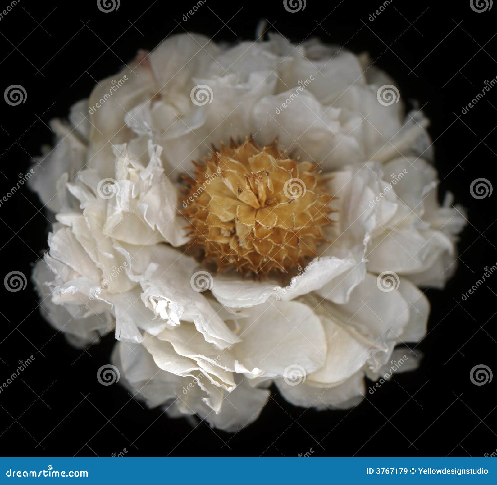 Flor branca com detalhe incrível, profundidade de campo rasa e beleza do assombro. 1 de 7 na série.