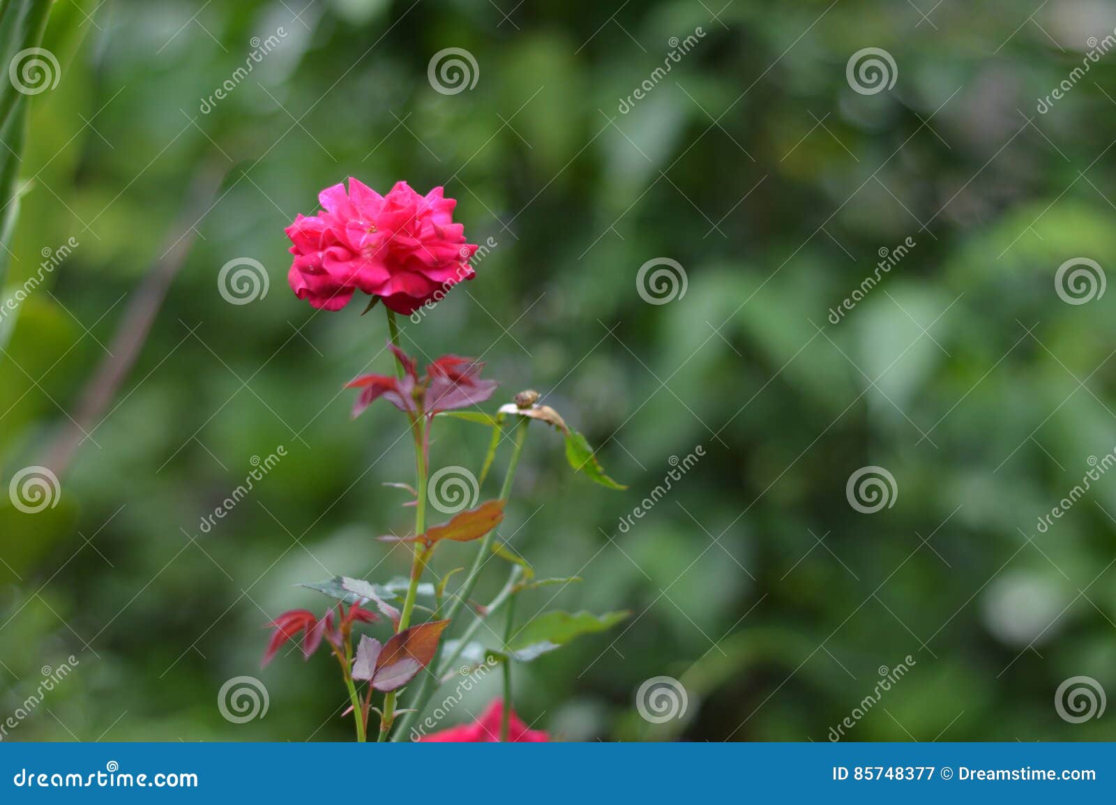 Una flor minúscula en Vietnam