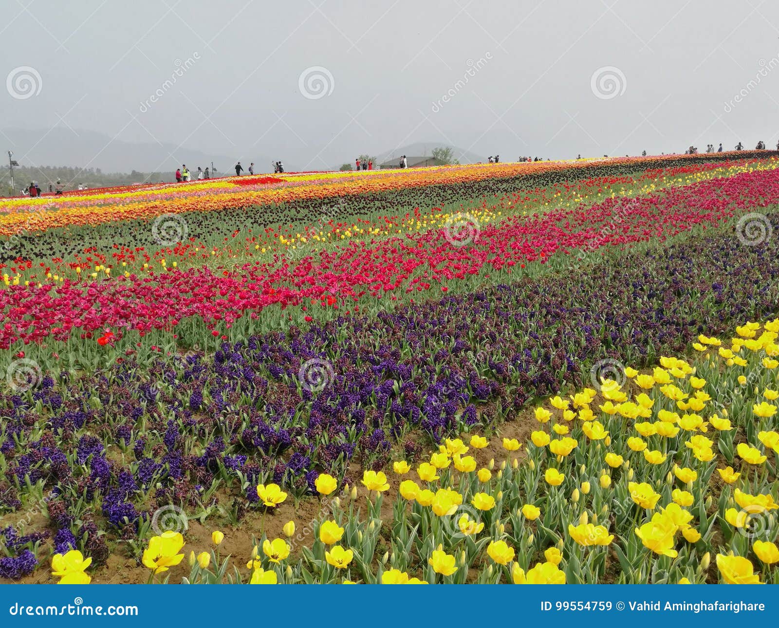 Jardín de flor hermoso