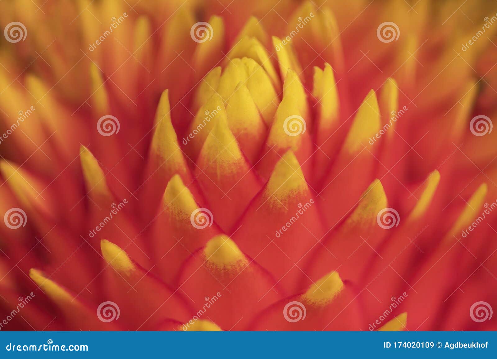 Flor Adorável De Bromélia Tropical Vermelha E Amarela Em Guzmania Tala.  Flor Vermelha E Amarela De Uma Bromélia Tropical Imagem de Stock - Imagem  de bonito, naughty: 174020109