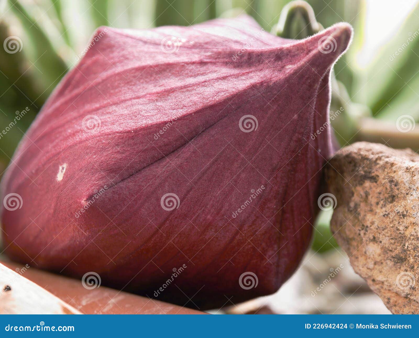 Flor Ainda Fechada Flor Florescente De Um Cacto De Flor Da Estíbia Gigantea  Foto de Stock - Imagem de aberto, suculento: 226942424